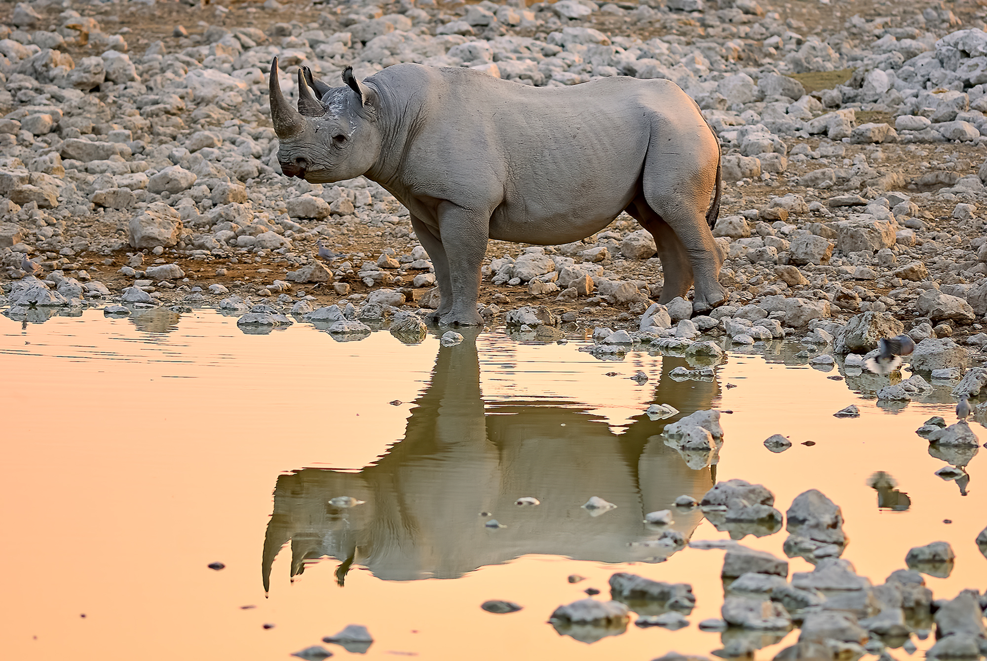 Rhino