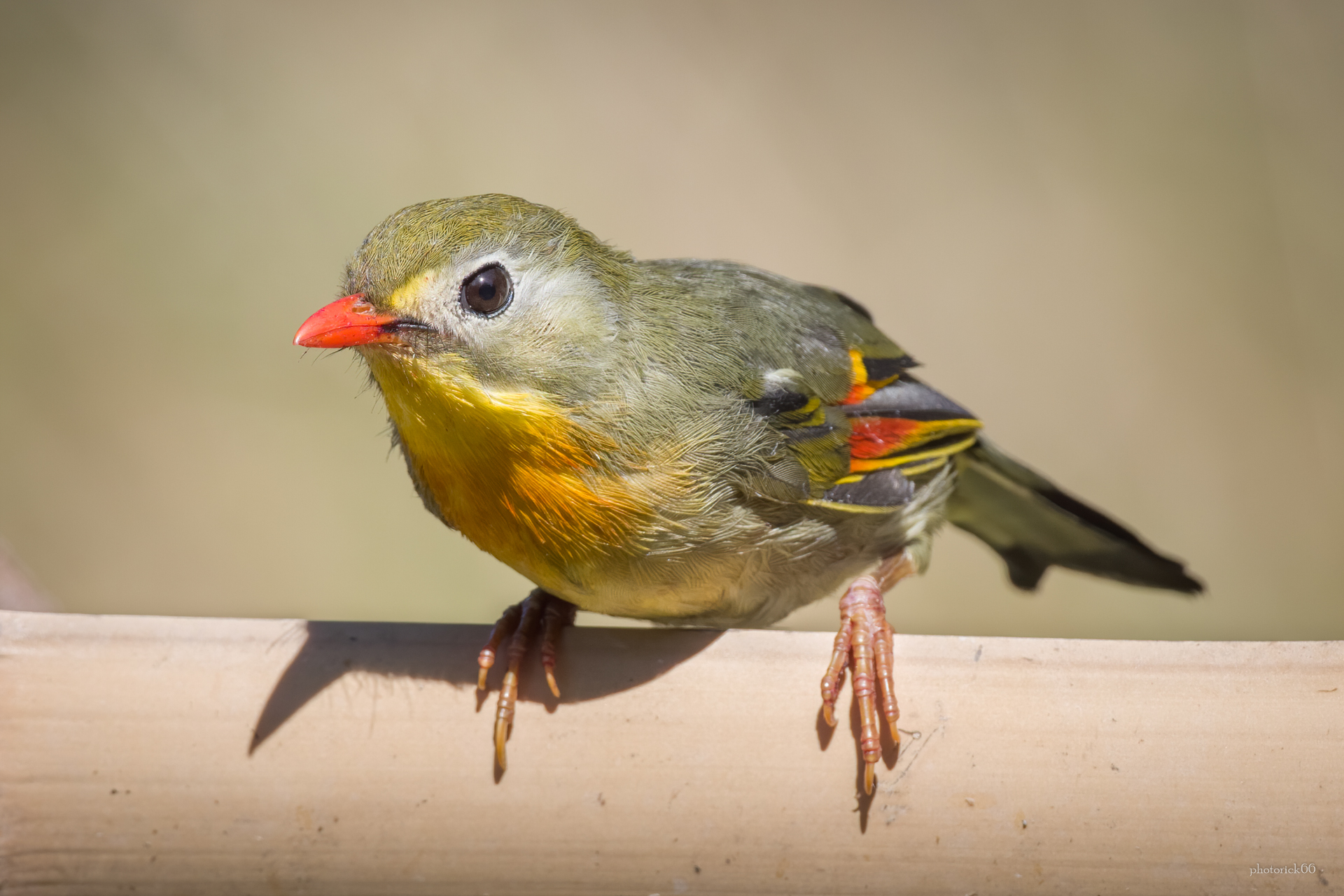 primo piano dell'Usignolo