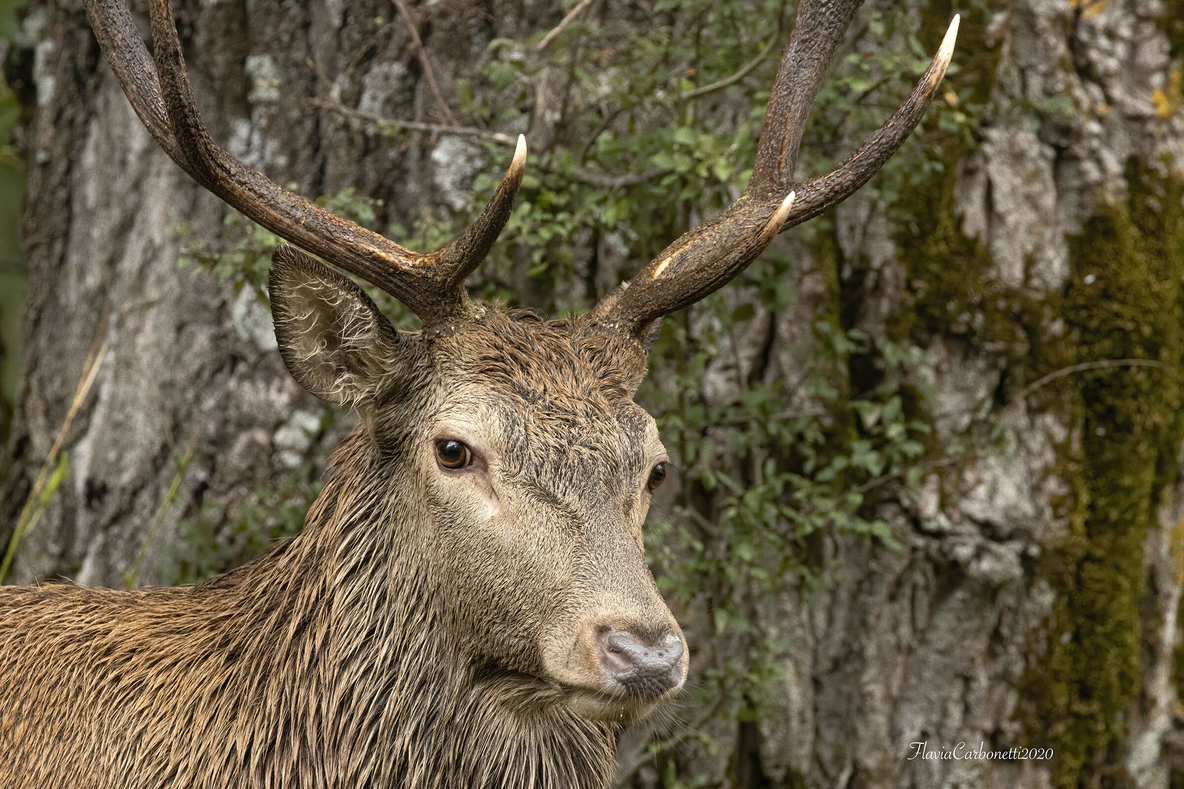 PNALM - PORTRAIT OF A JUNG DEER
