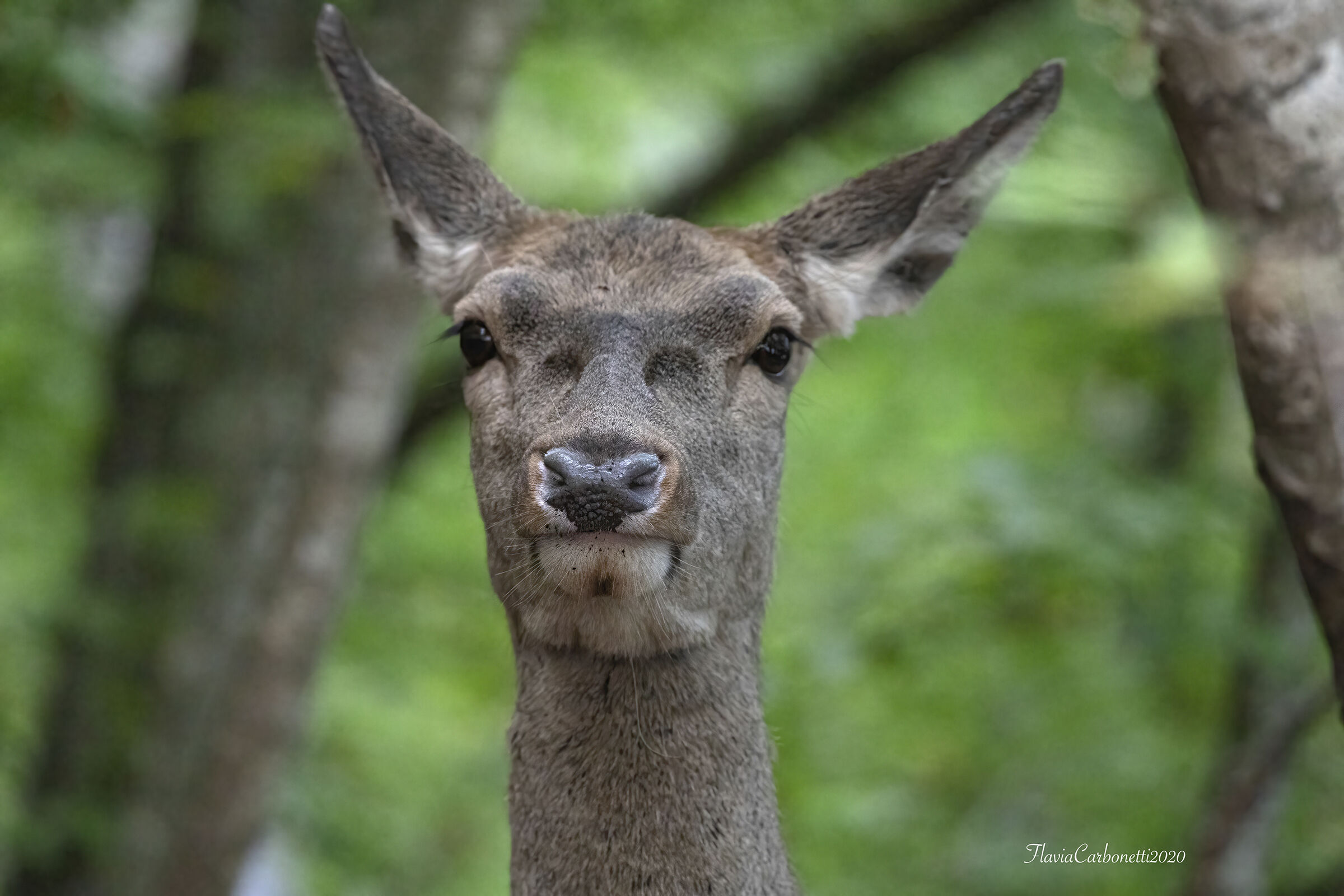 PNALM - PORTRAIT OF A DOE