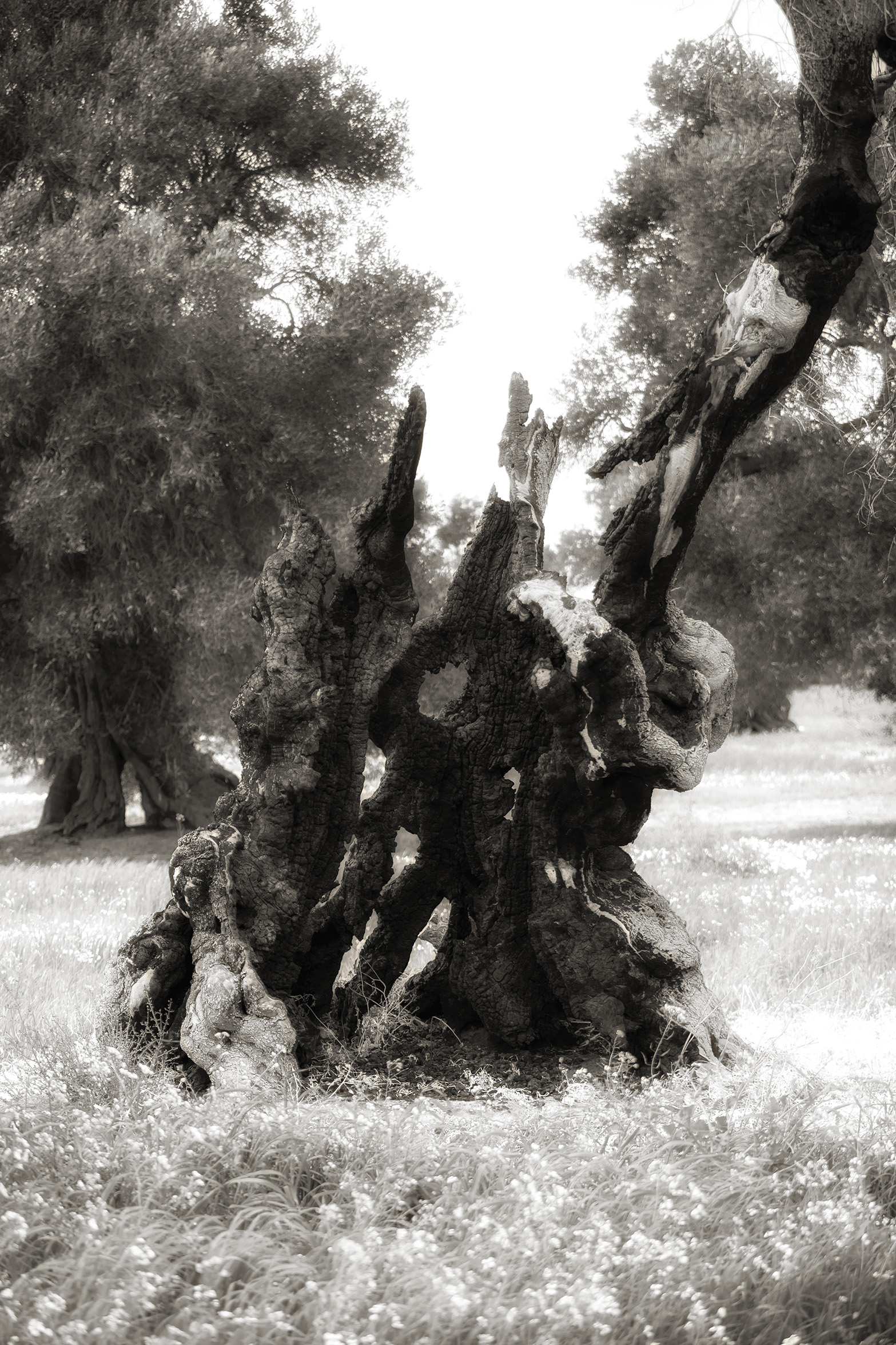 walking in the fields