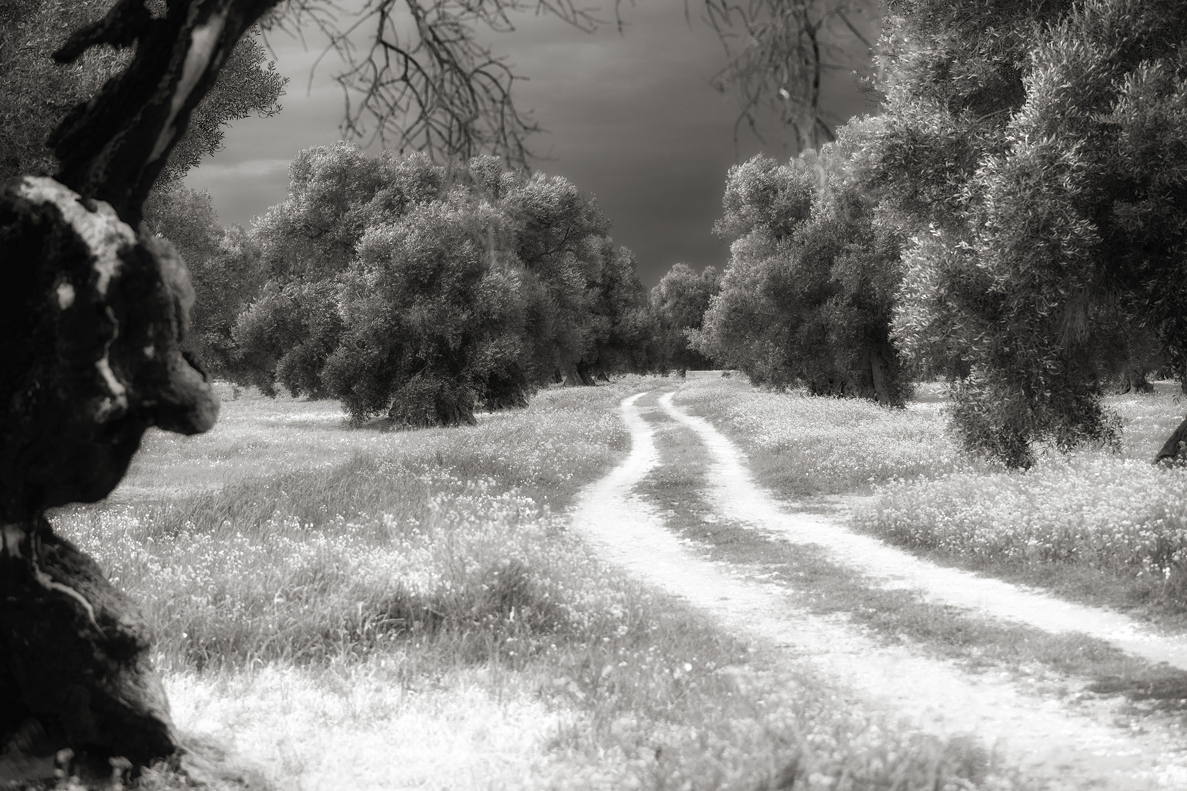 walking in the fields