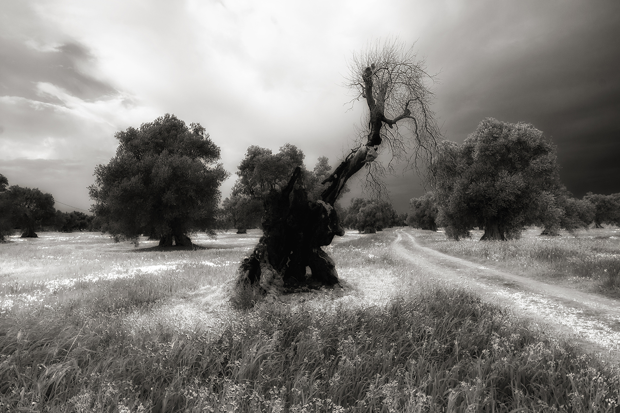 walking in the fields