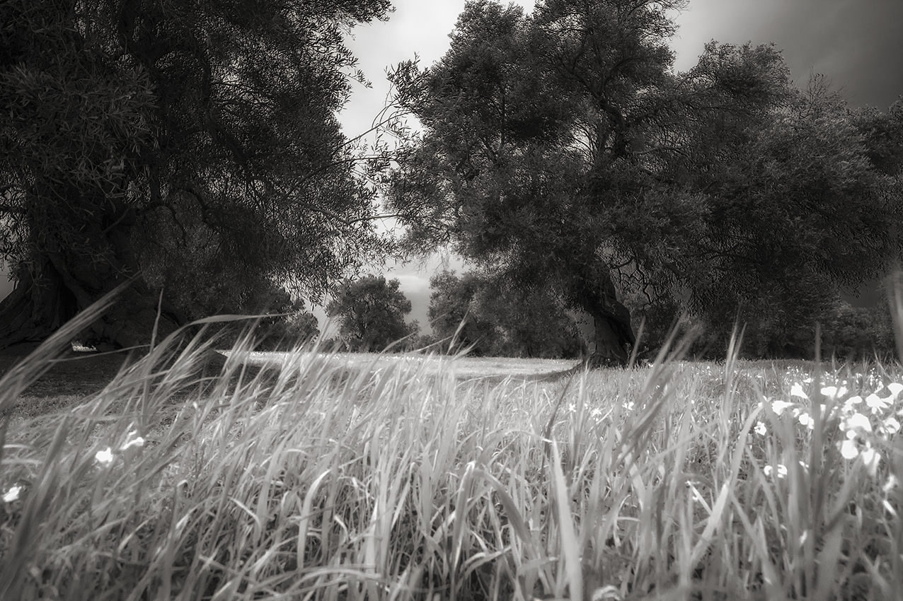 walking in the fields