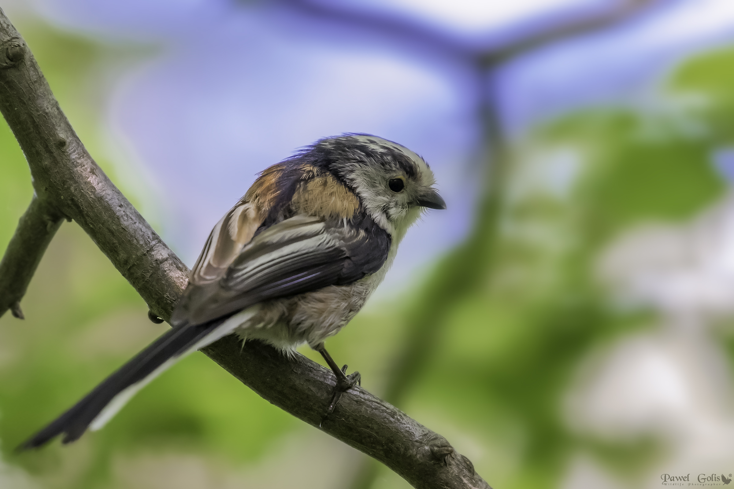 Long-tailed bushtit (Aegithalos caudatus)