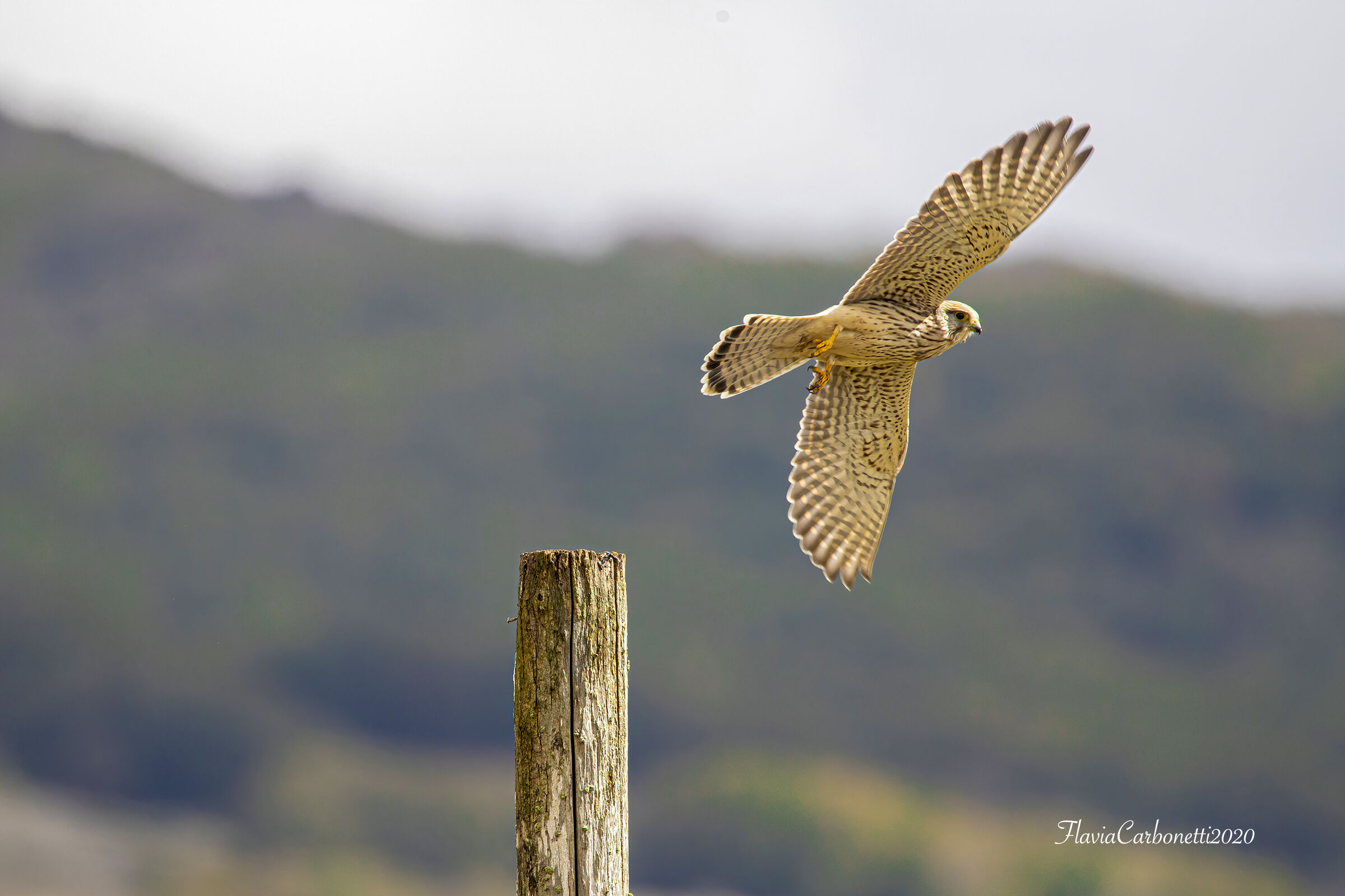 Young and beautiful!