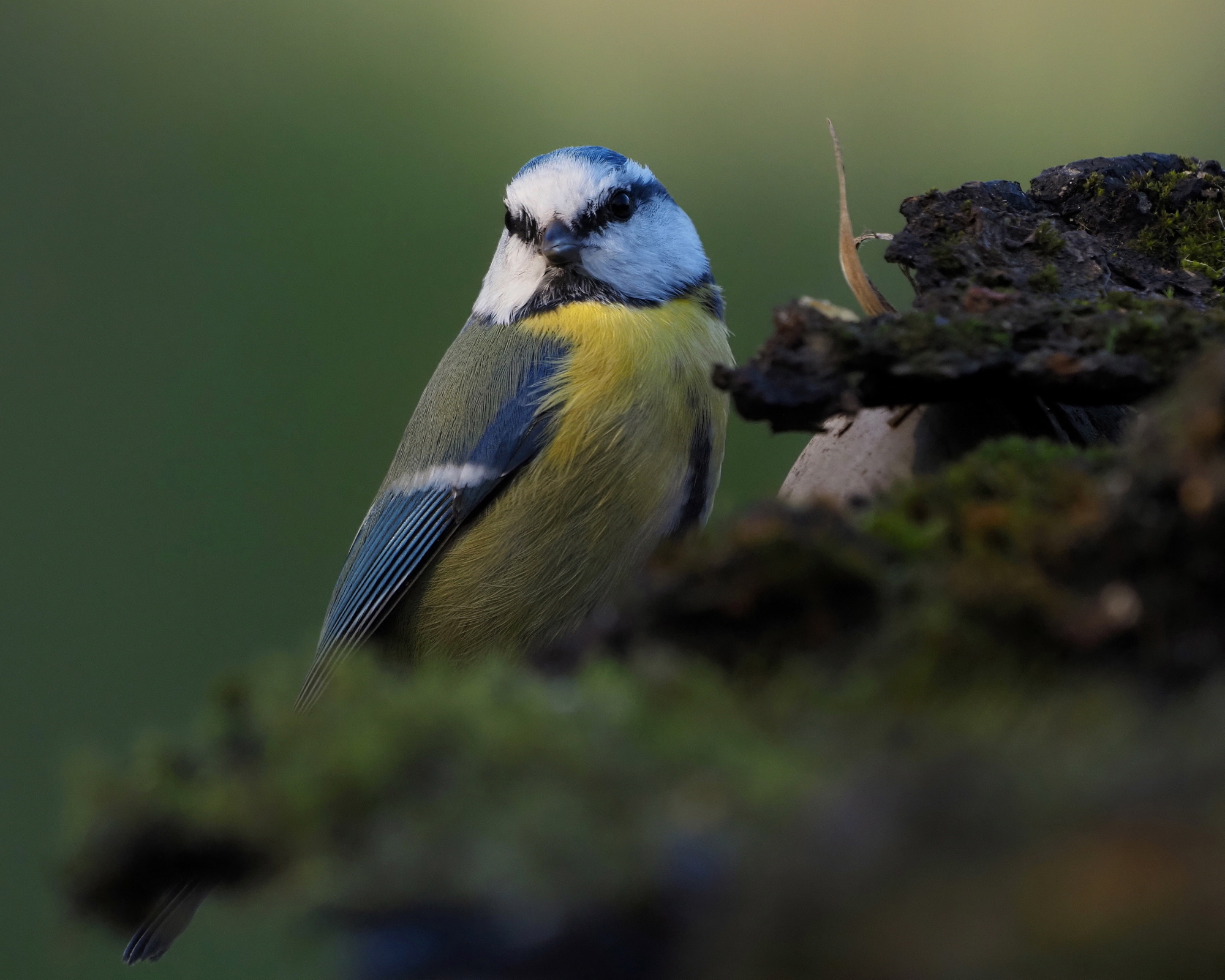 cinciarella sentinella