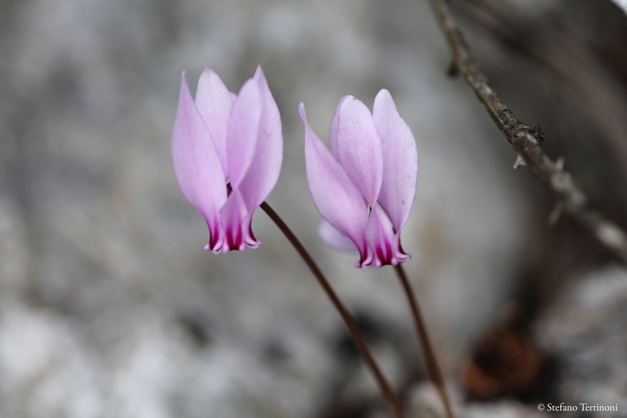 Cyclamen