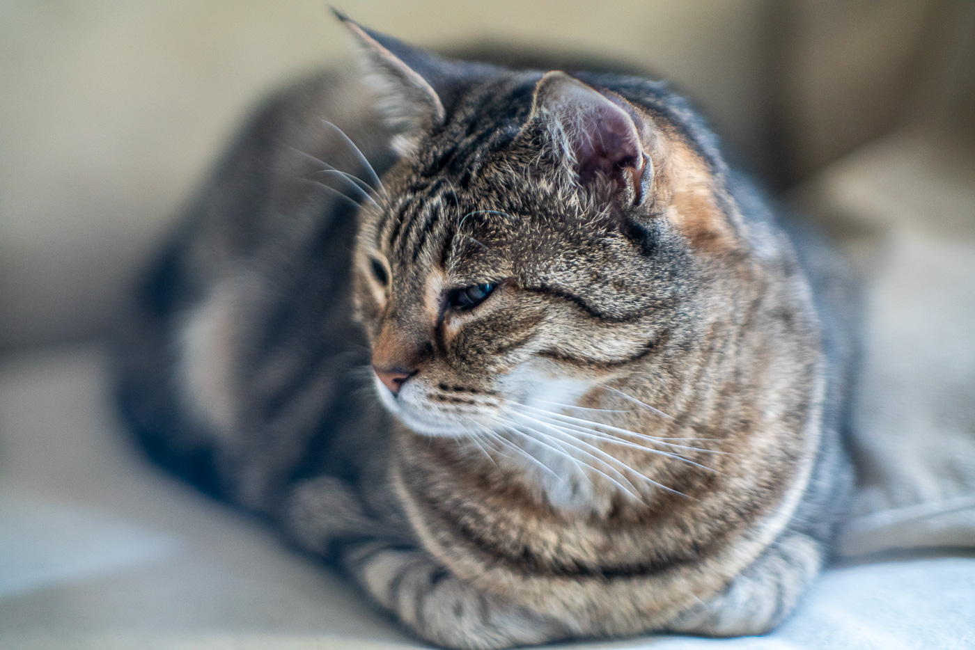 Cat portraits: Woman seen from Jupiter 9 to TA