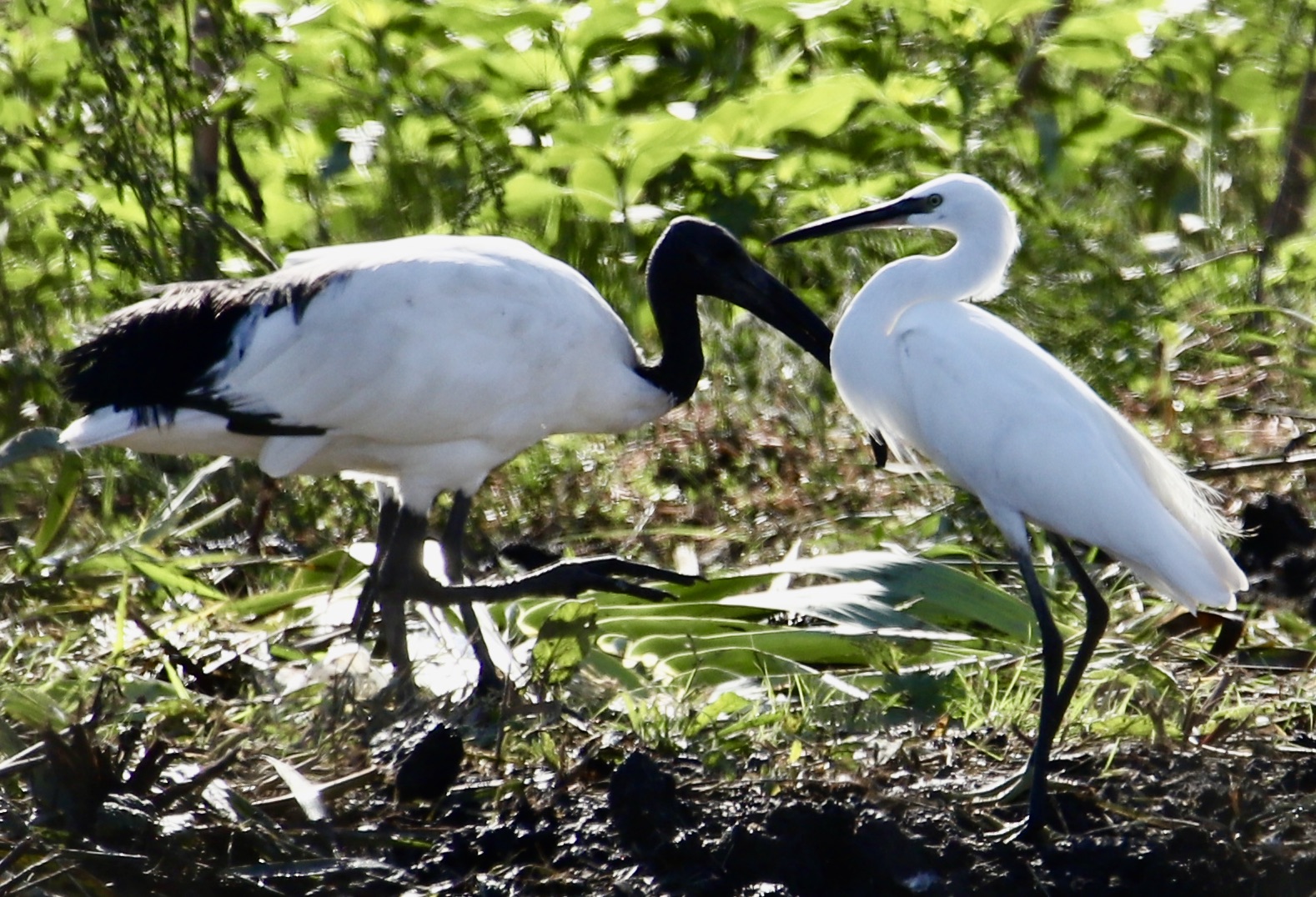 Garzetta e Ibis