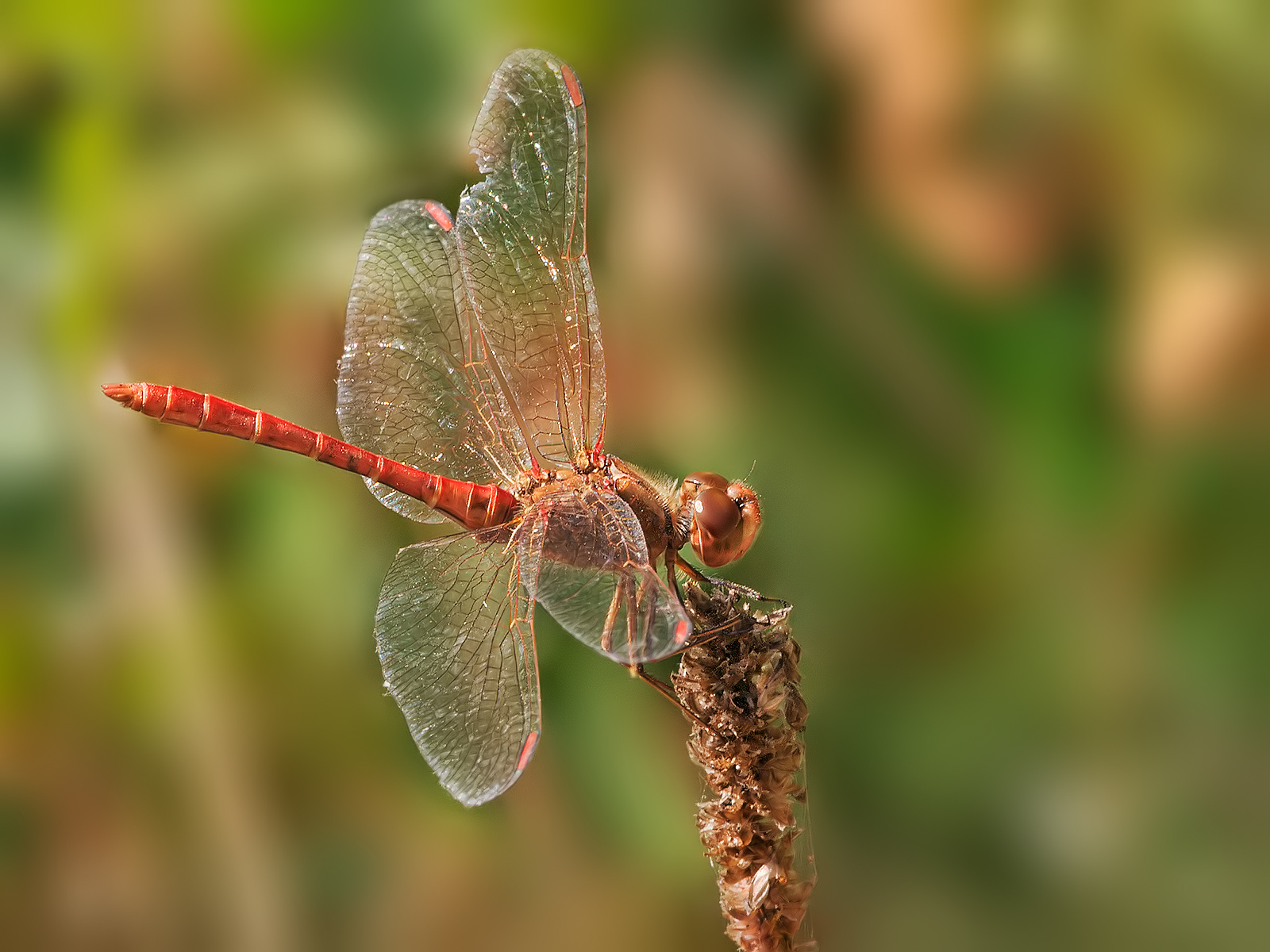 Black dragonfly crocothemis erythreae-male.