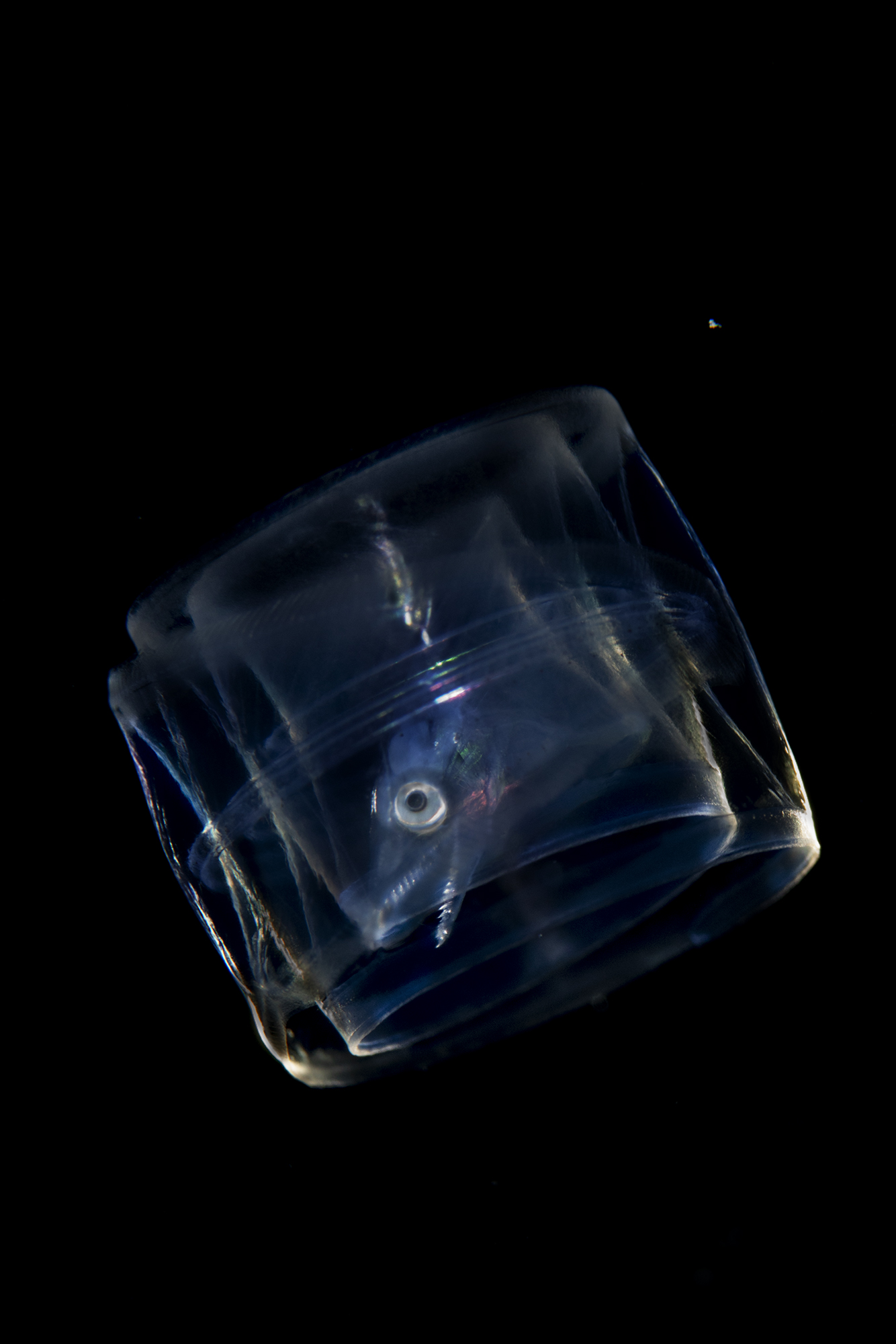 rhinomurenae quaesita in fase larvale