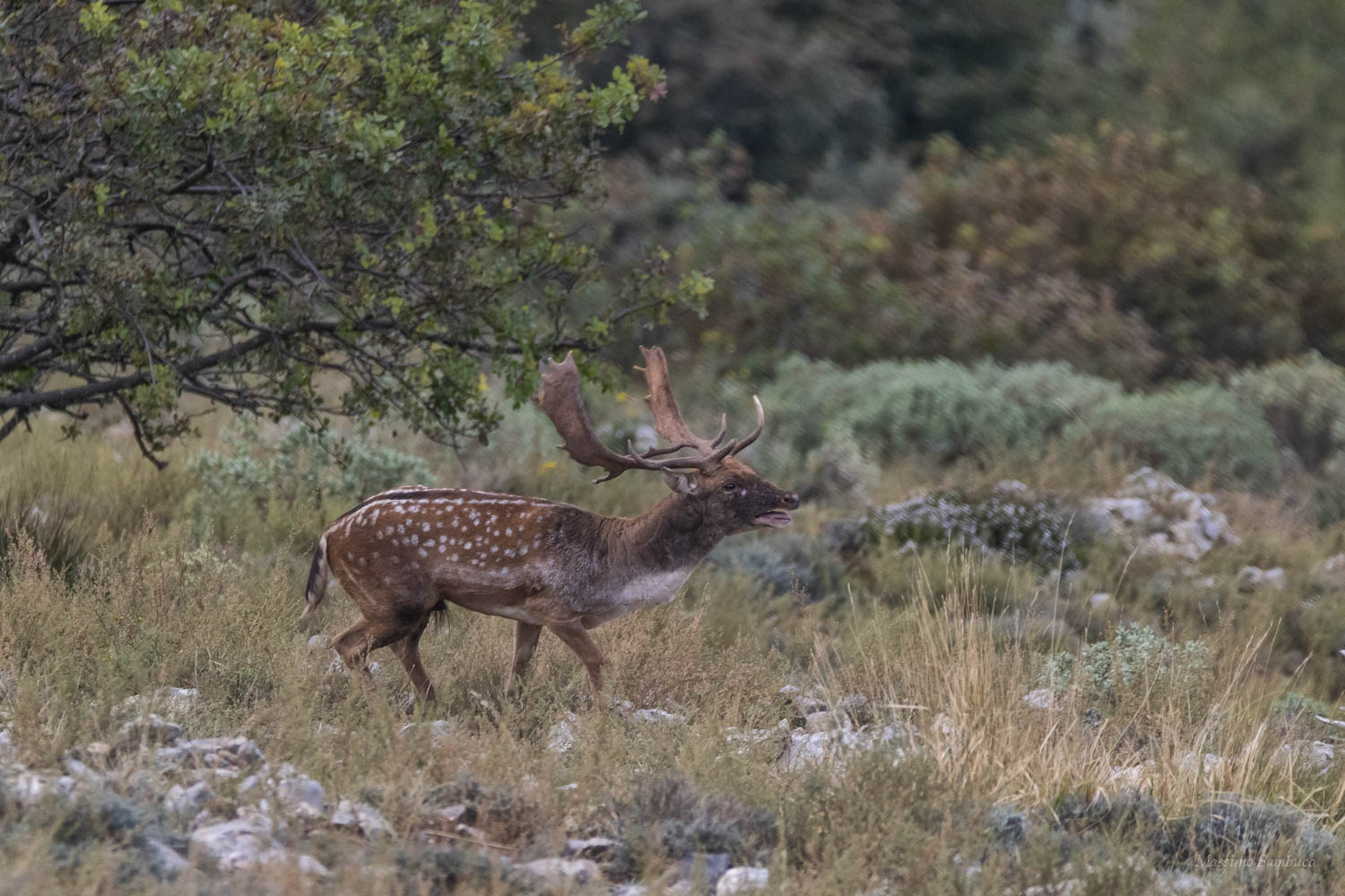 il bramito del daino