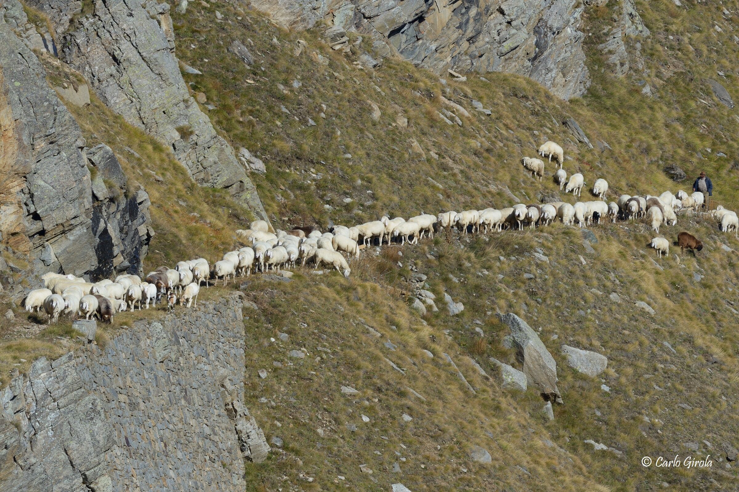 Il gregge del Nivolet