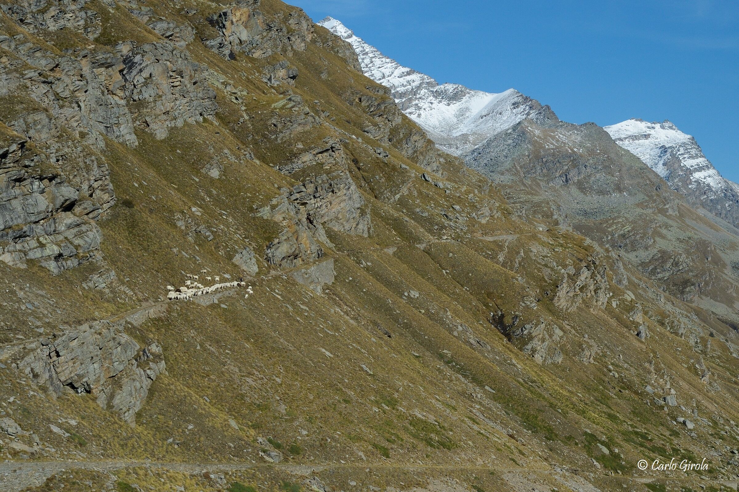 Il gregge del Nivolet