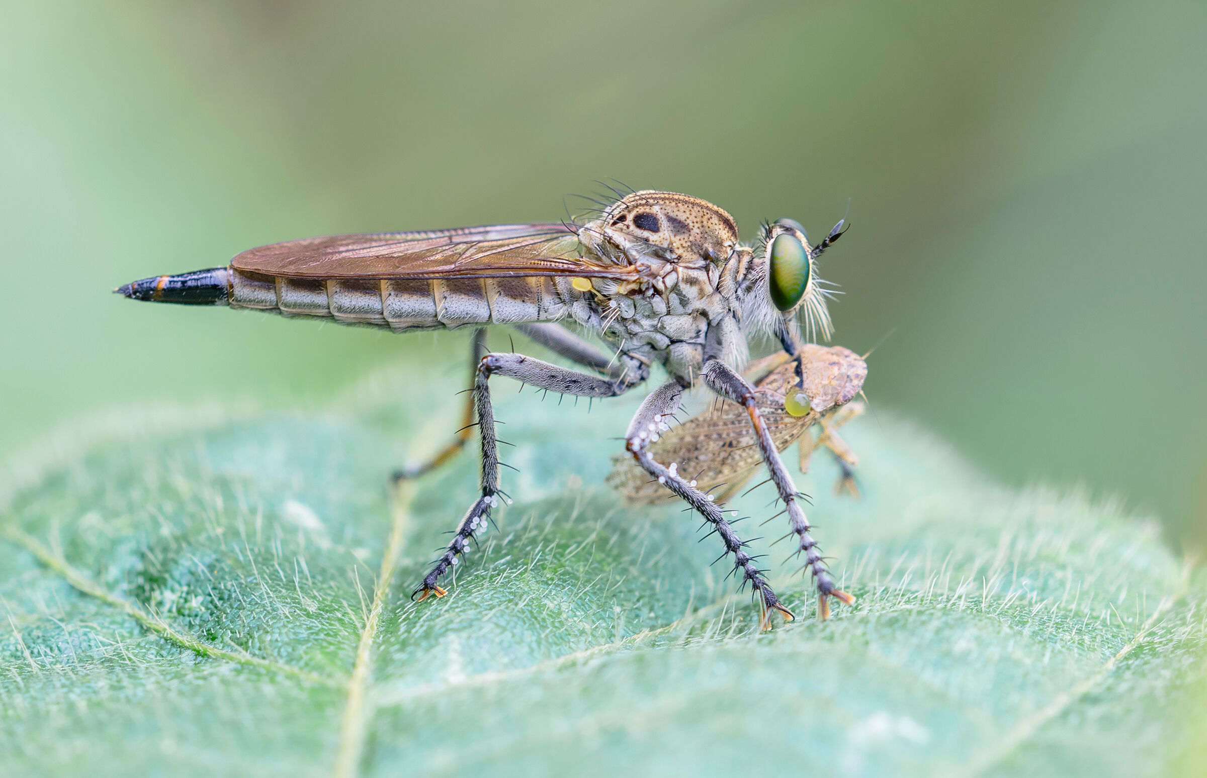 robber fly