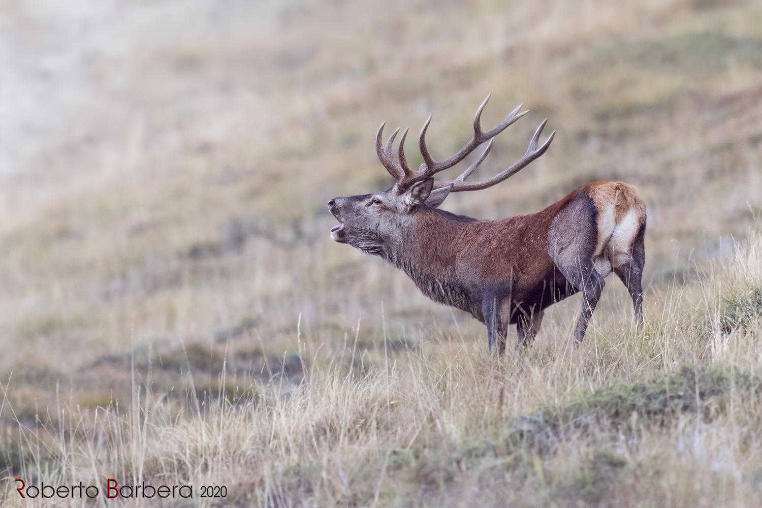 The Noble Deer - Piedmont Alps