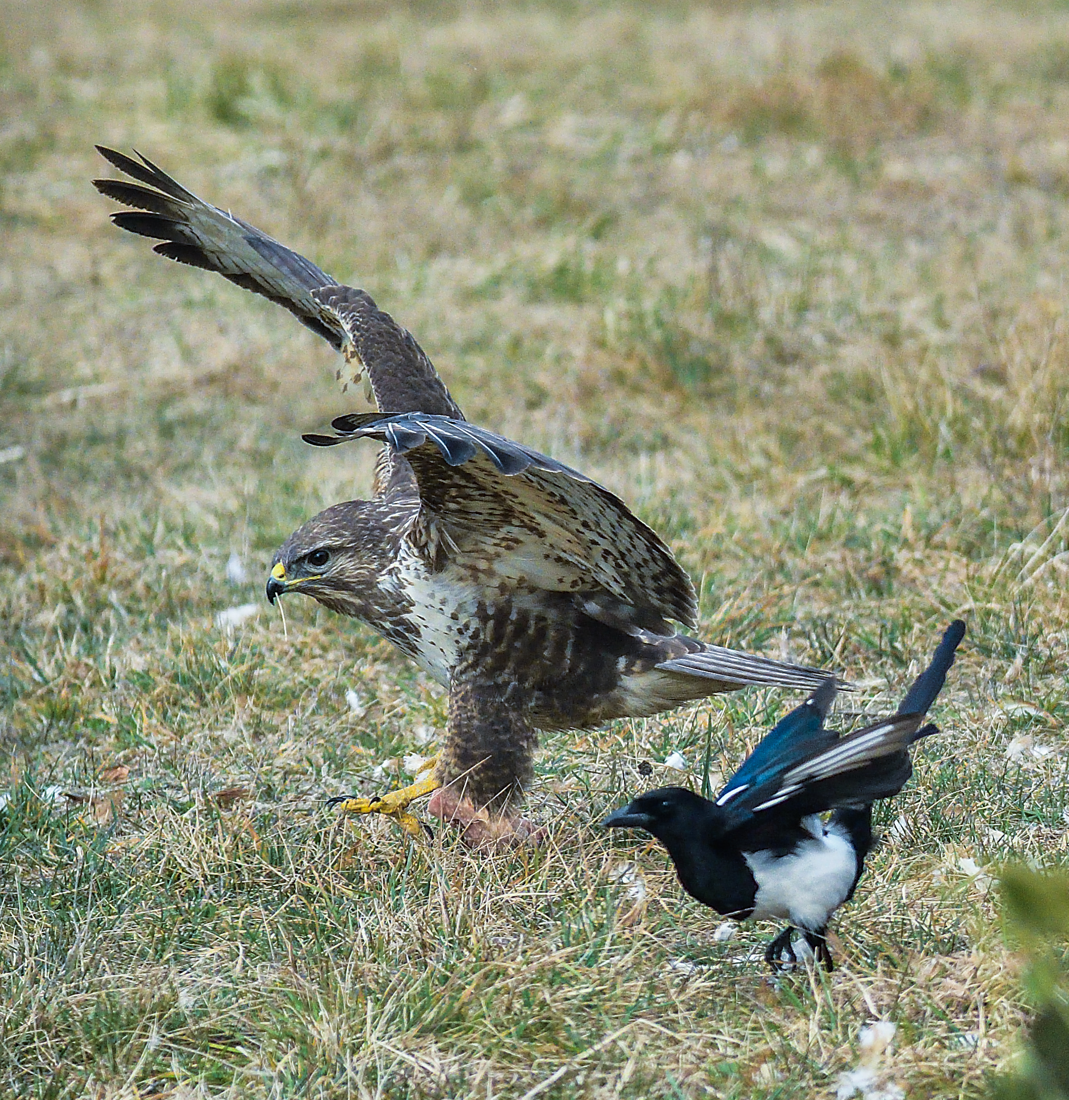 poiana.....corsa campestre....