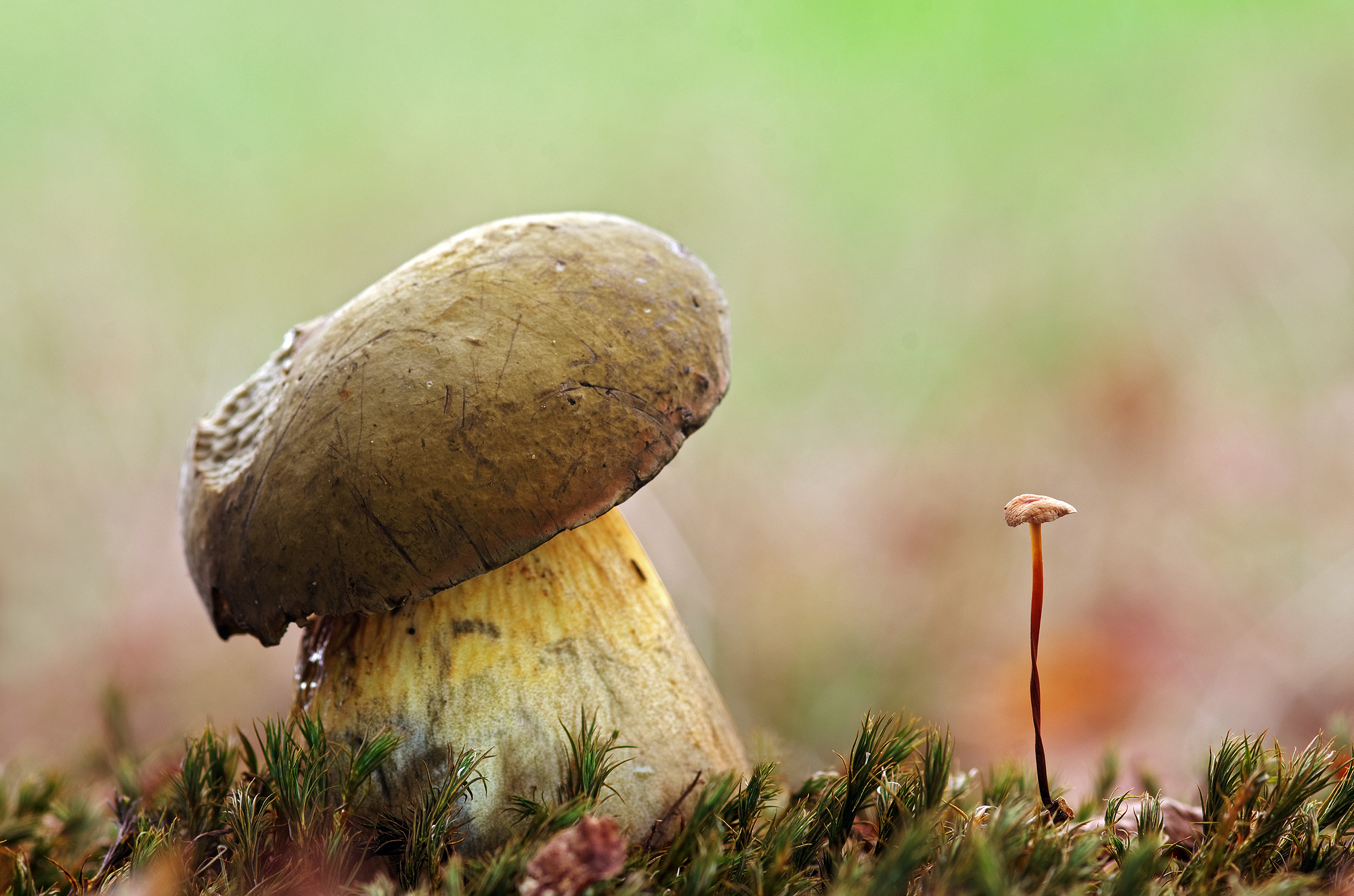 Funghi!