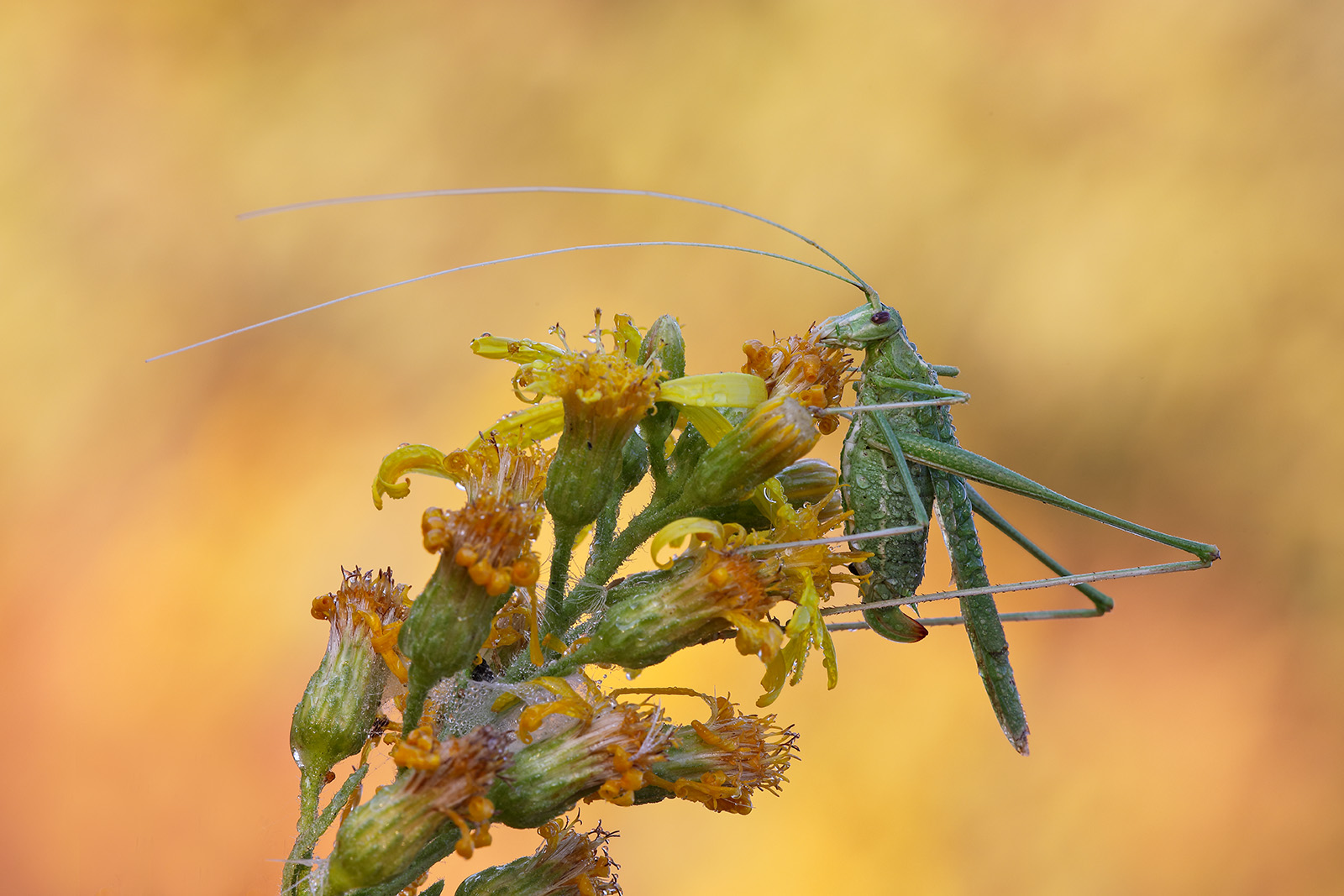 In equilibrio precario
