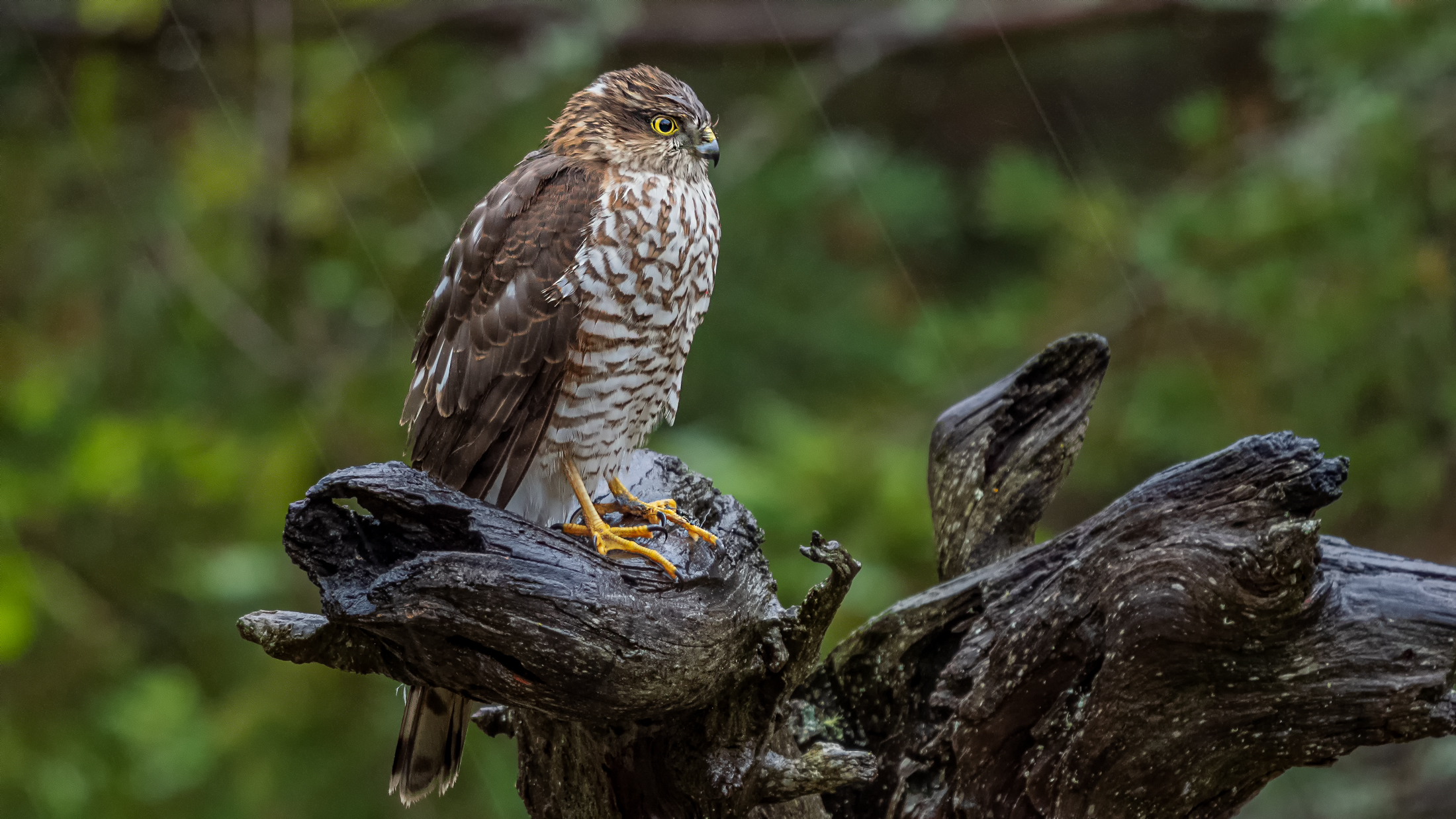 Il diavolo nero dei passeriformi. Sparviere
