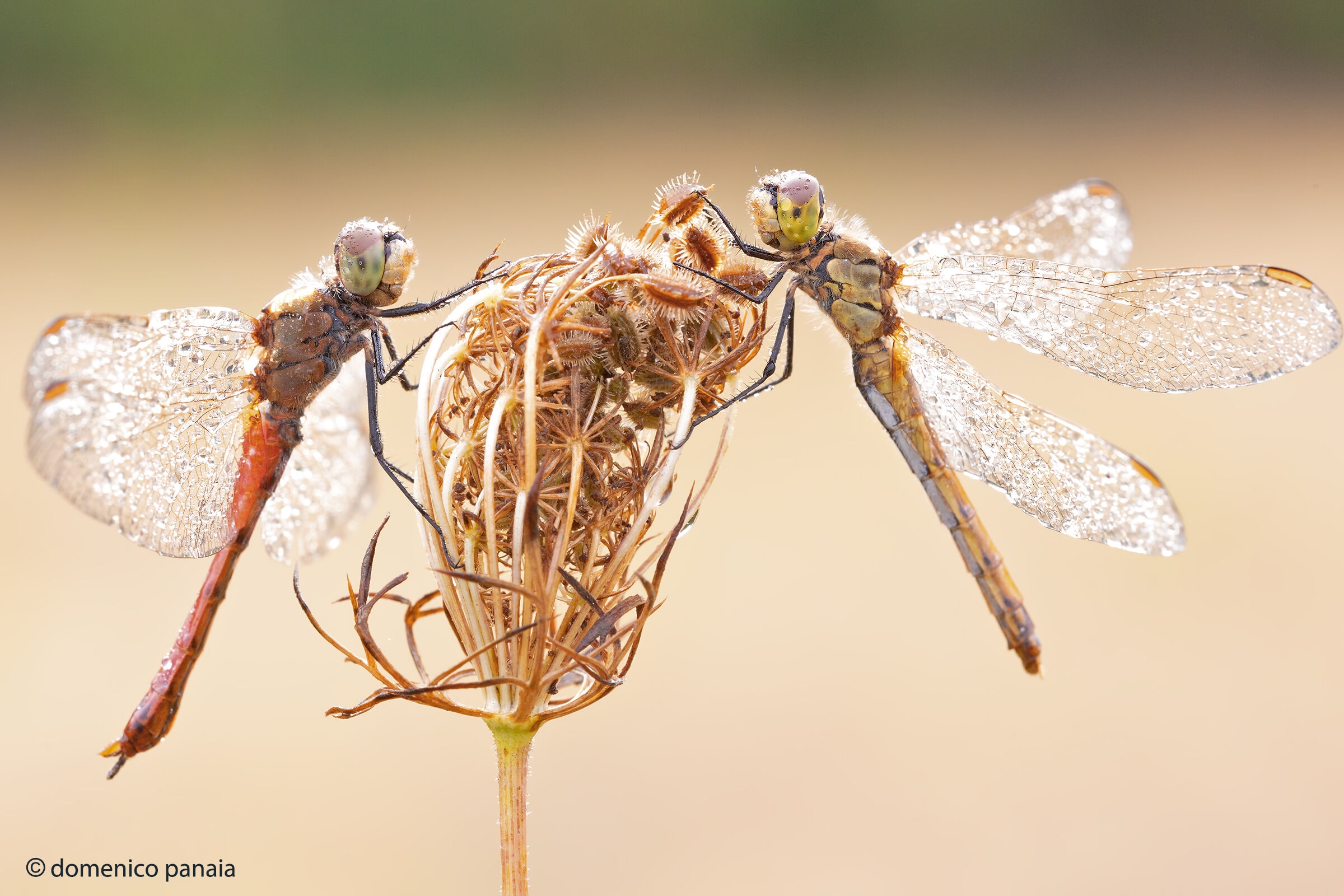 sympetrum depressiusculum