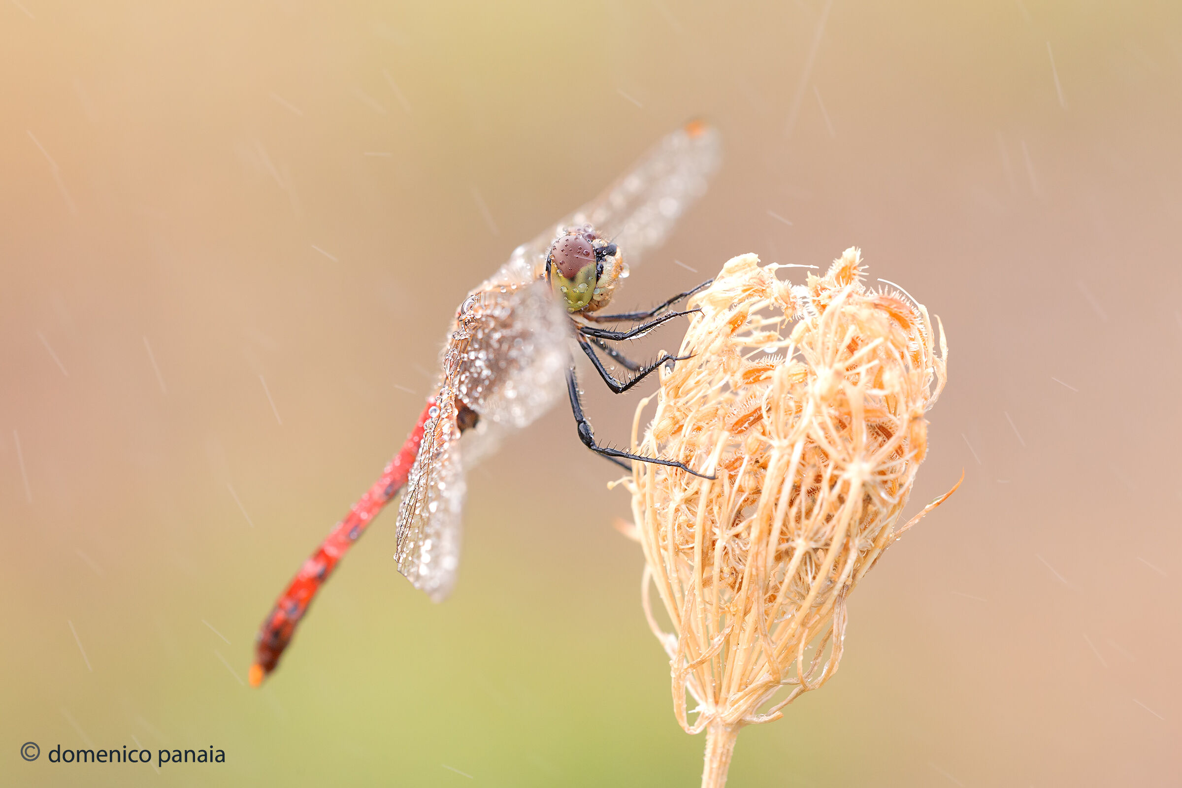 sympetrum depressiusculum