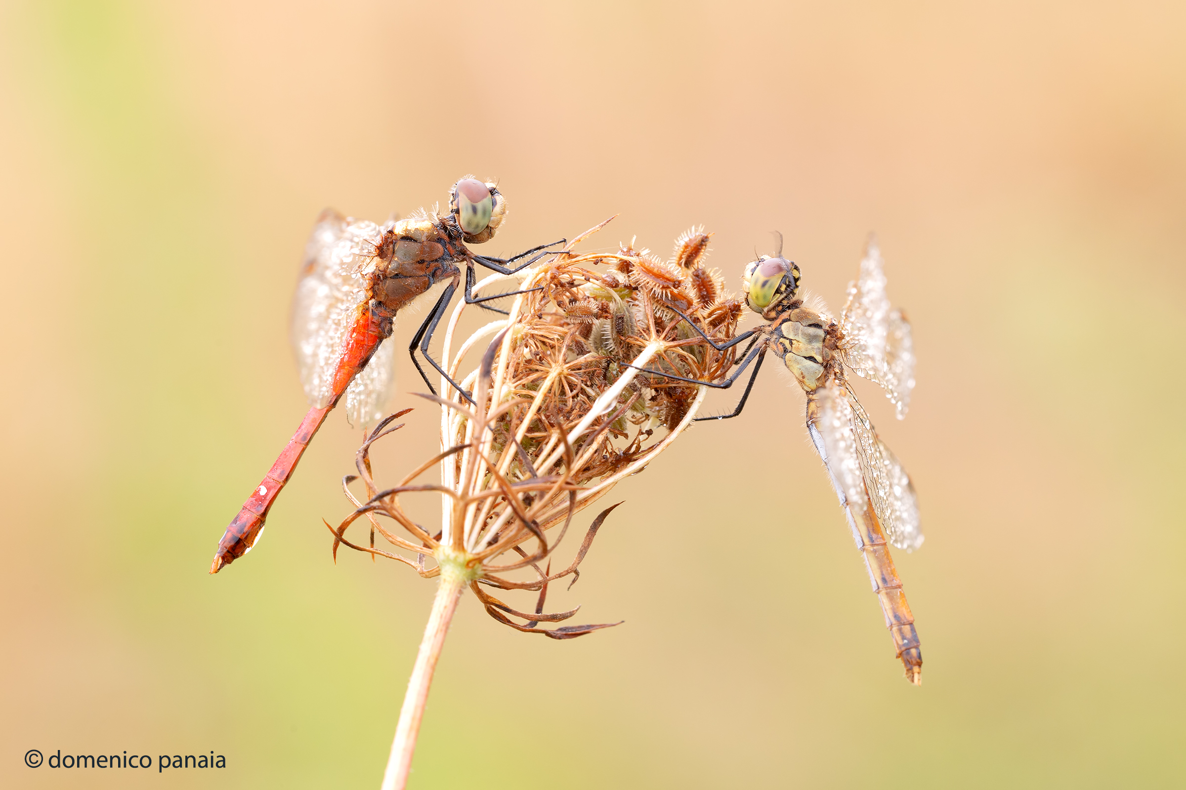 sympetrum depressiusculum