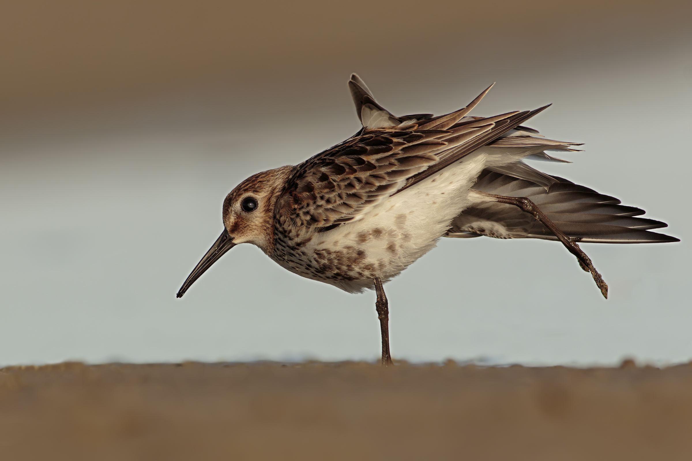 Piovanello Pancianera