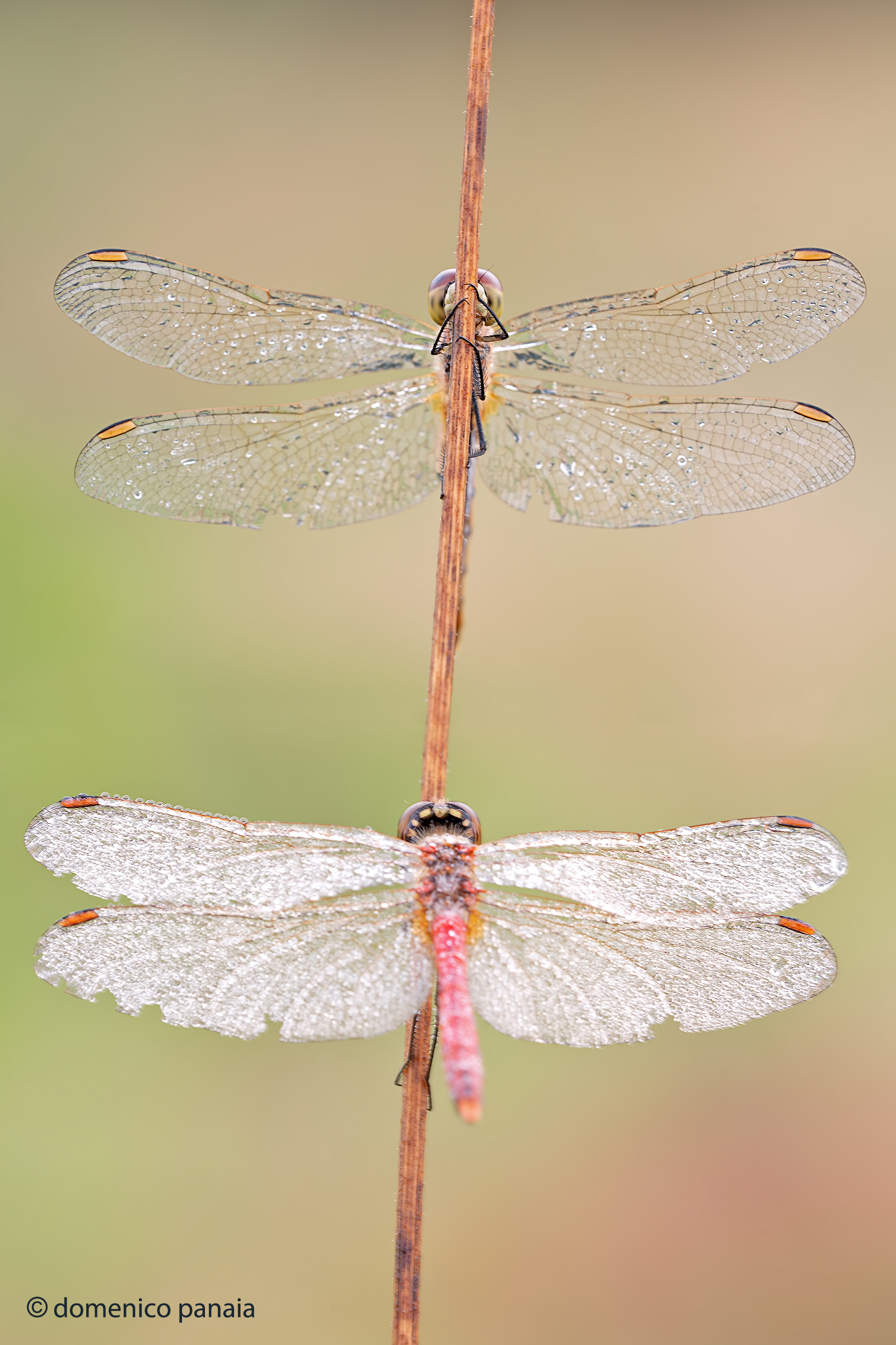coppia sympetrum depressisculum