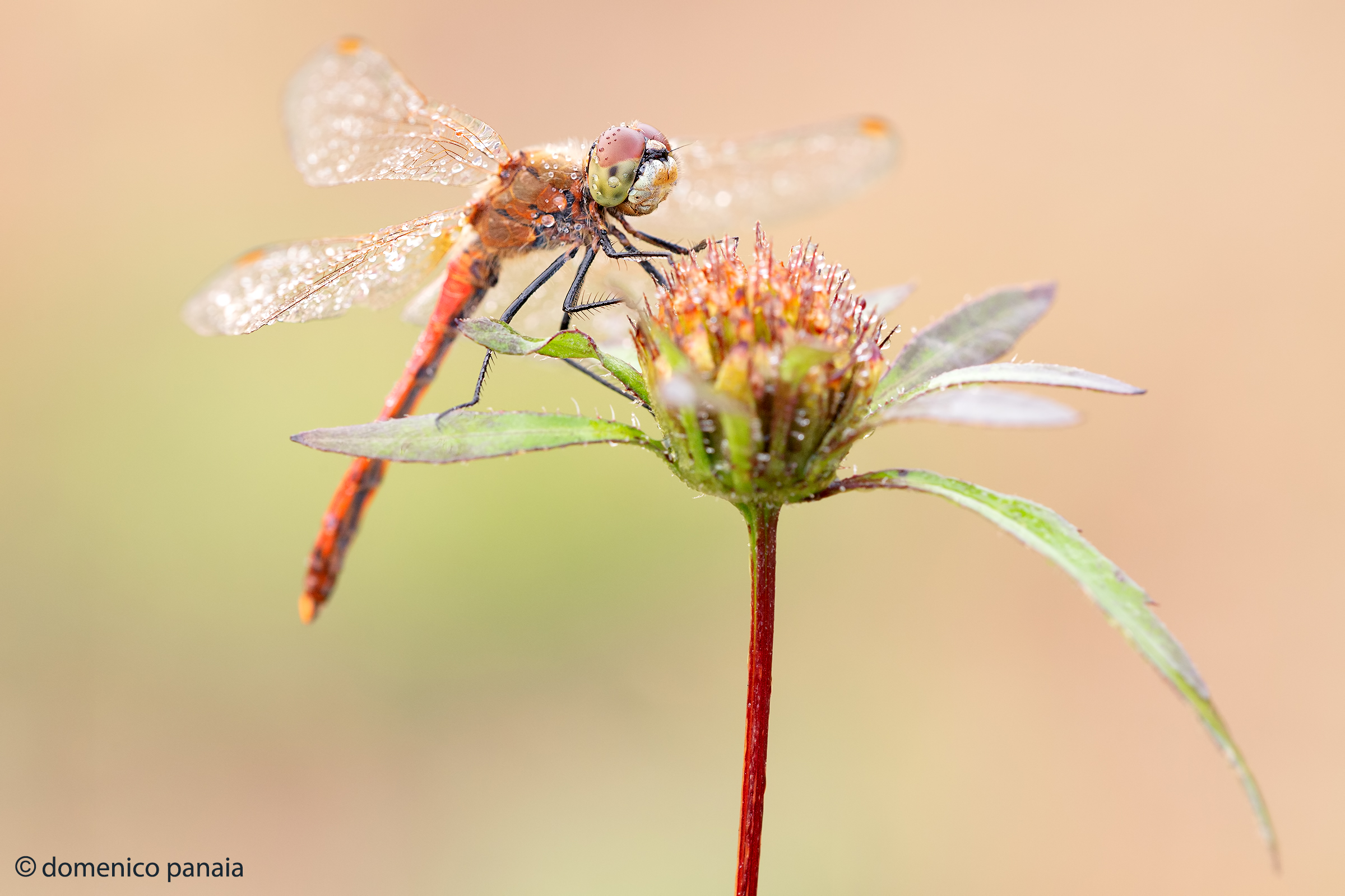 sympetrum depressisculum