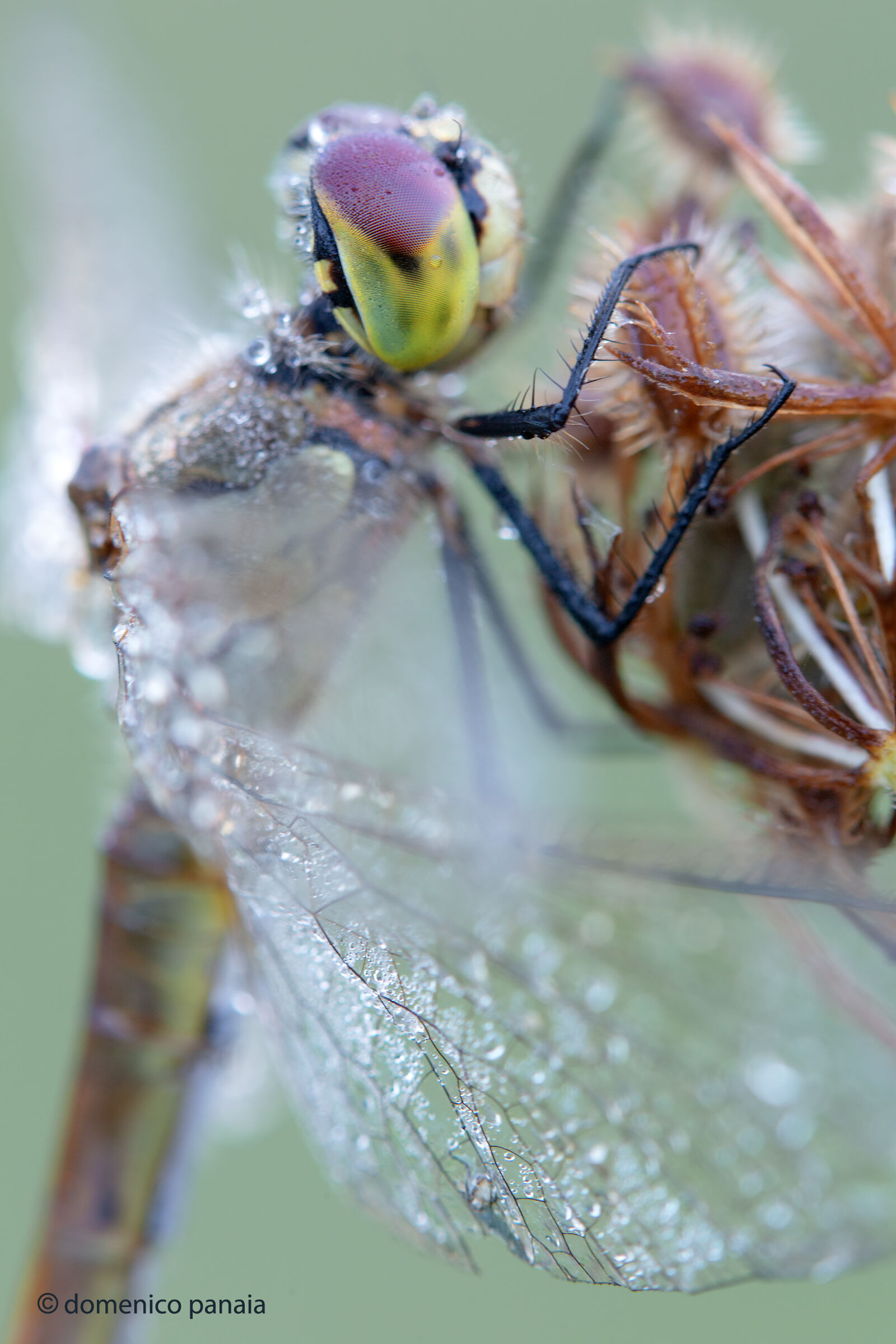 sympetrum depressisculum