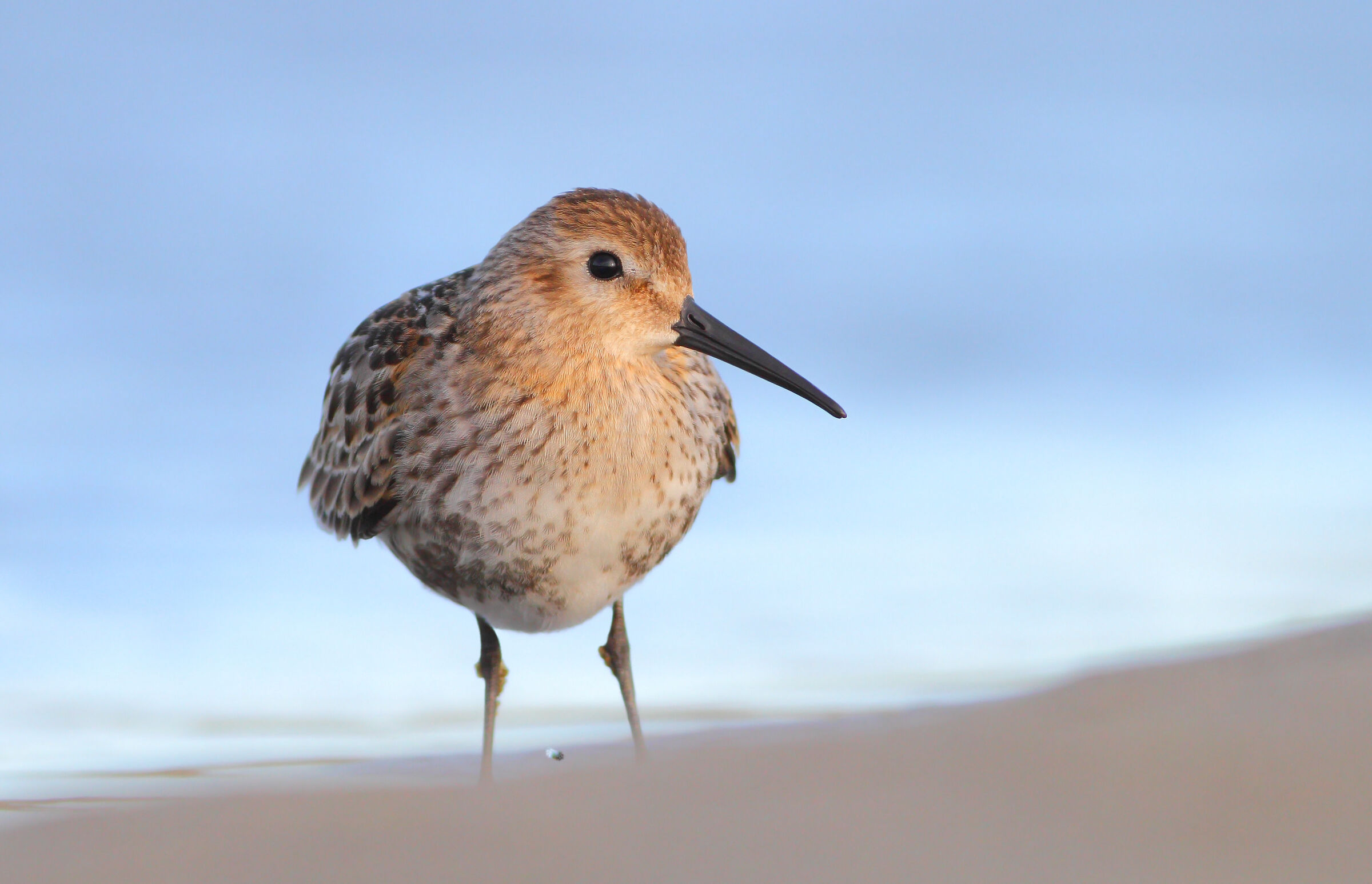 Piovanello pancianera