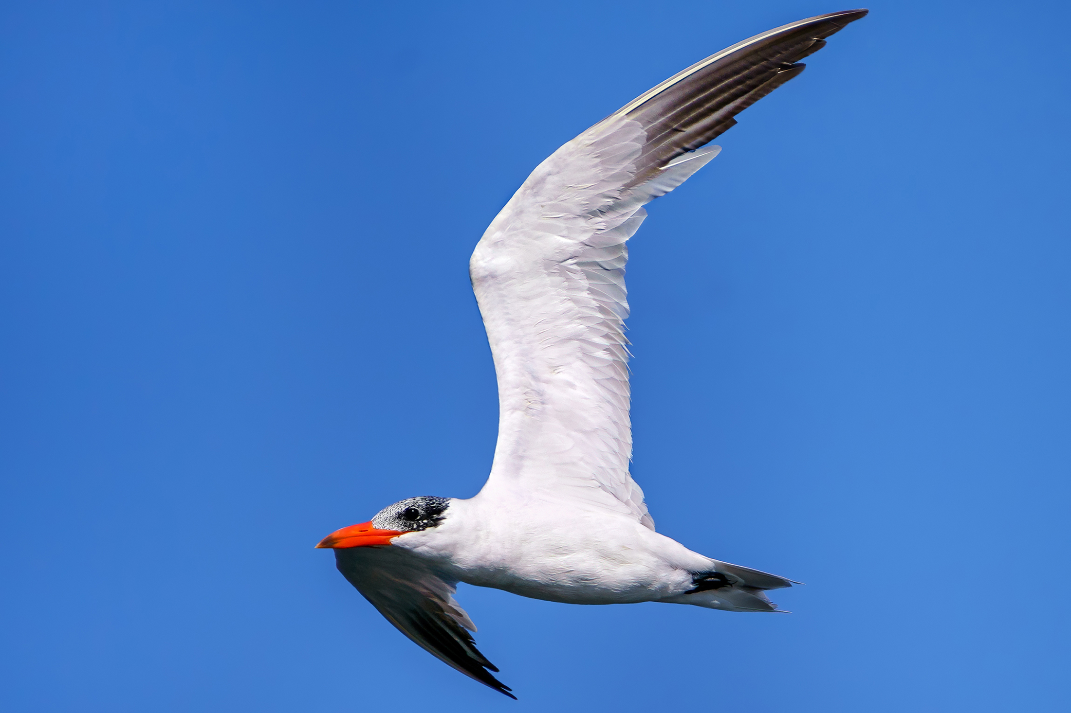 Major tern