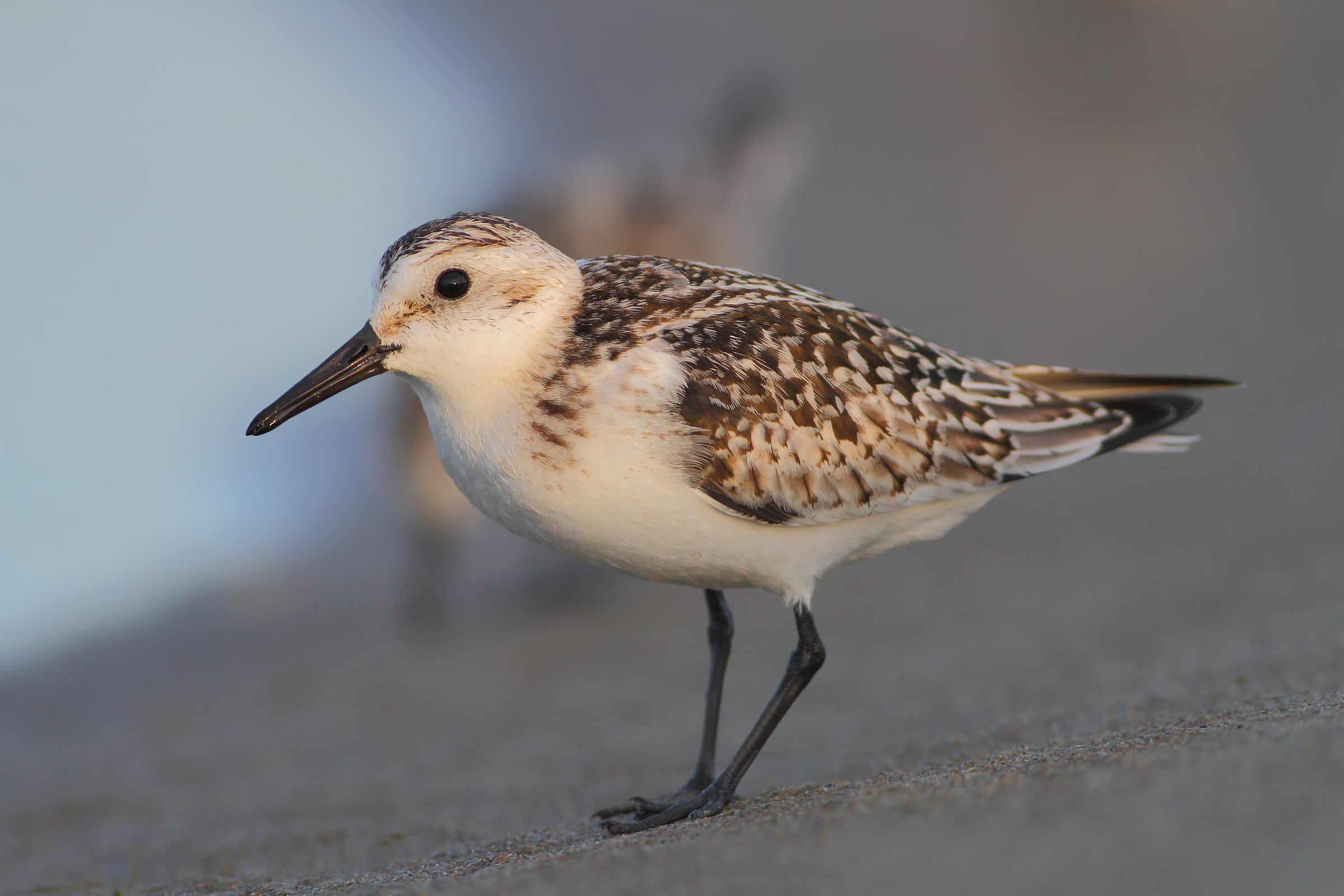 Piovanello tridattilo