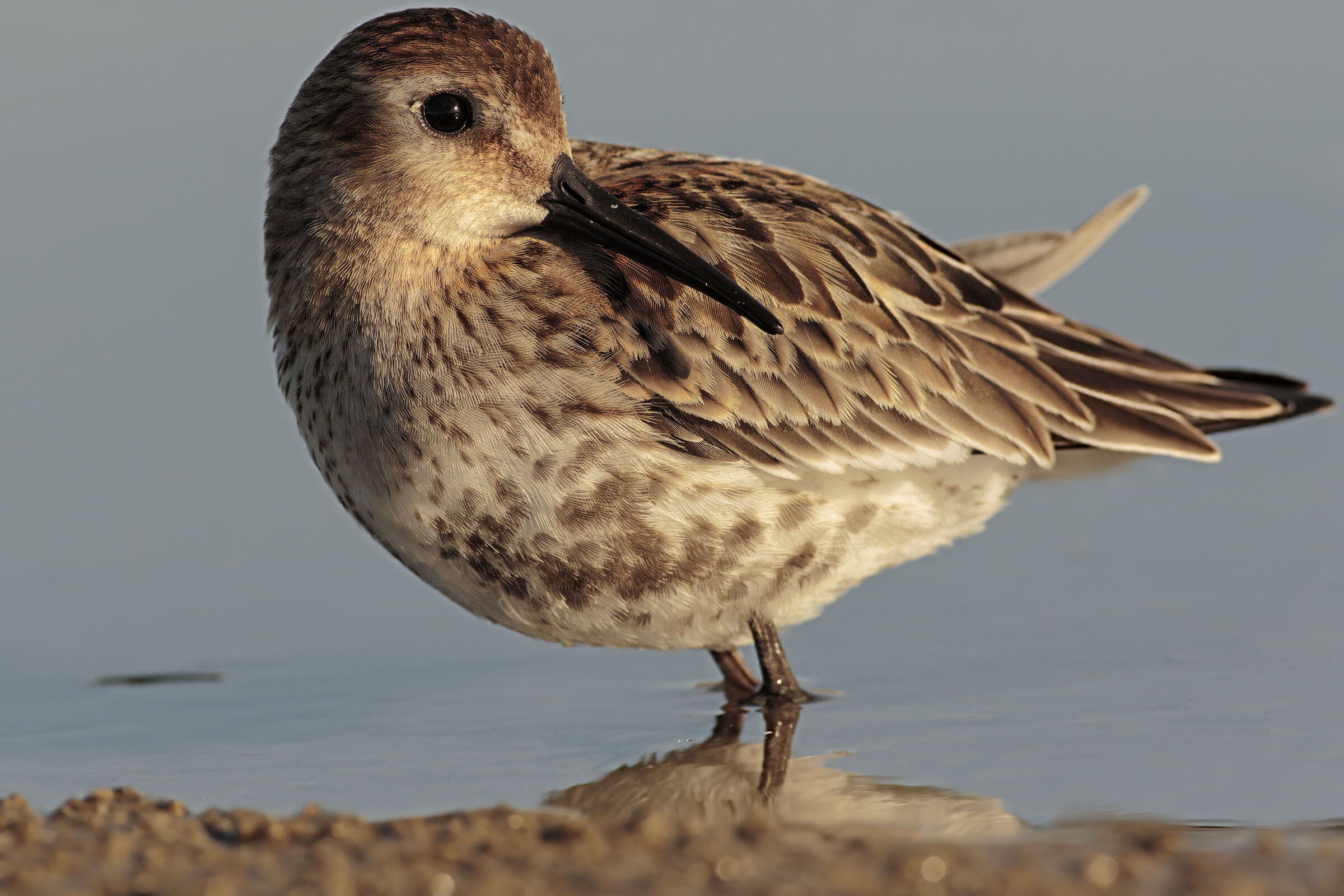 Piovanello Pancianera