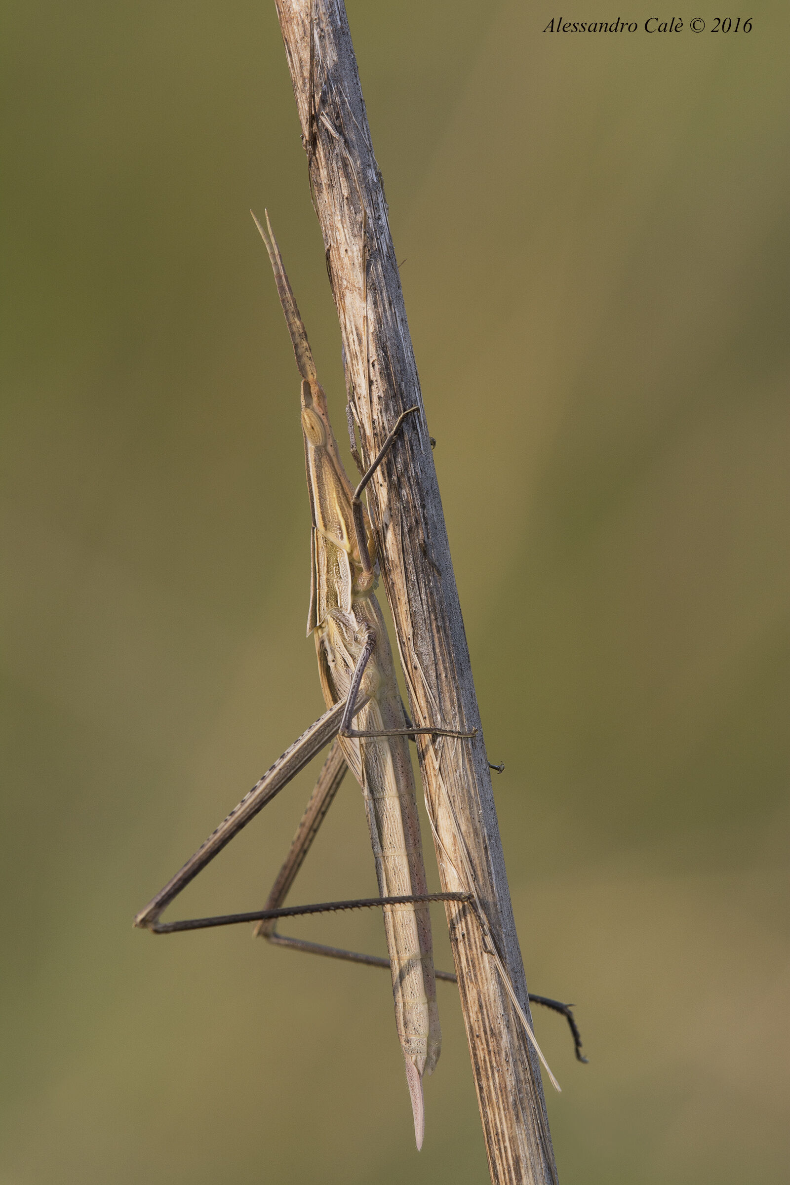 Acrida ungarica 7386