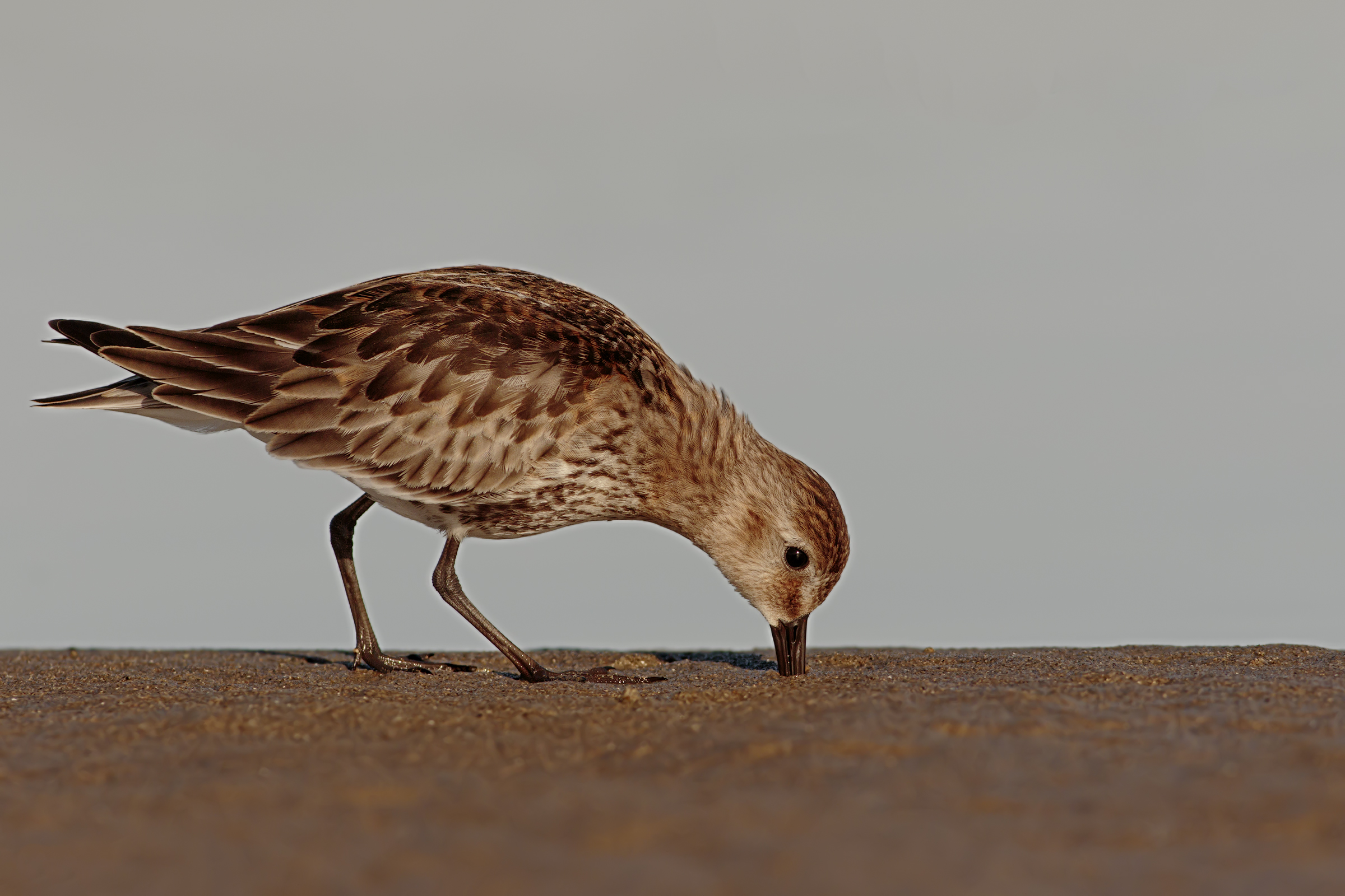 Piovanello Pancianera