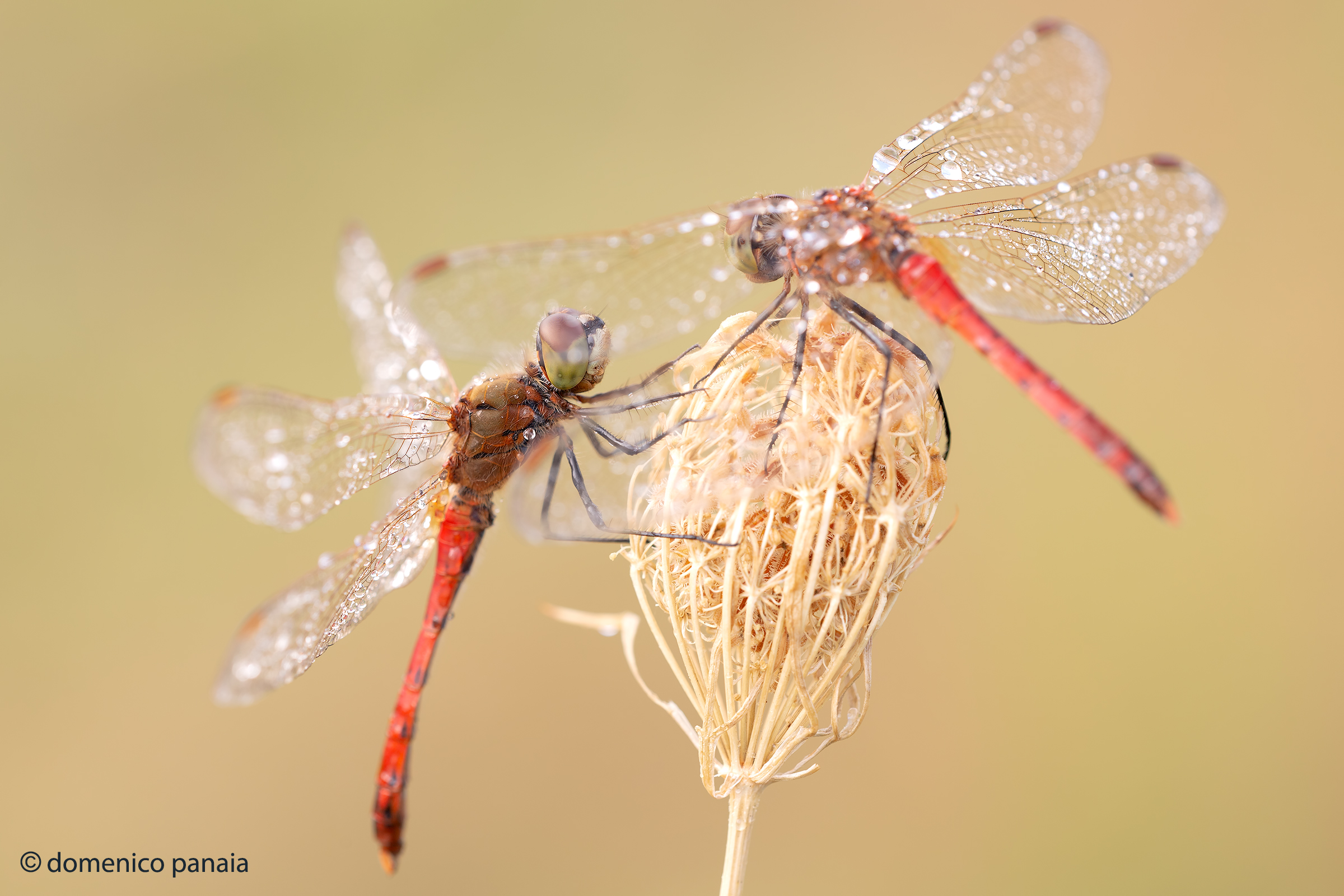 uno sguardo attraverso le ali