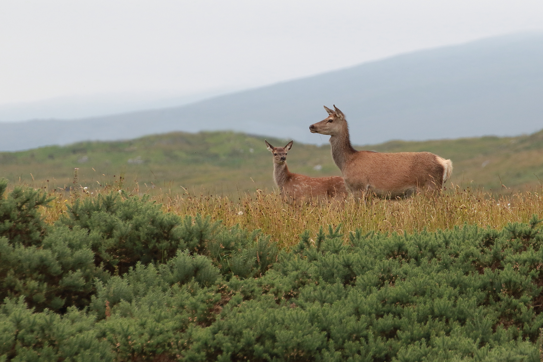 La regina e il principe