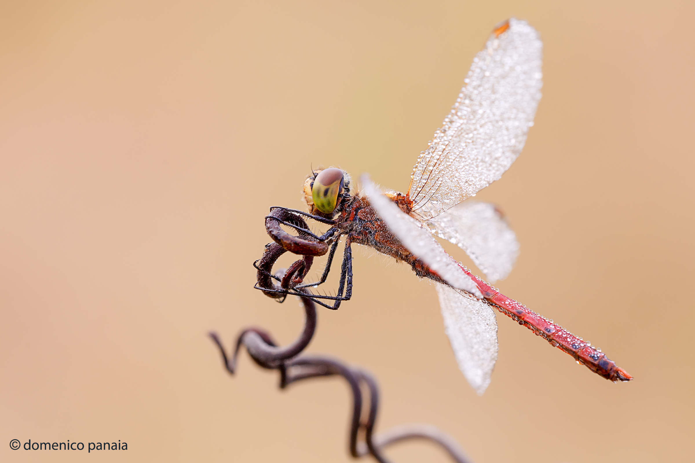 sympetrum depressisculum