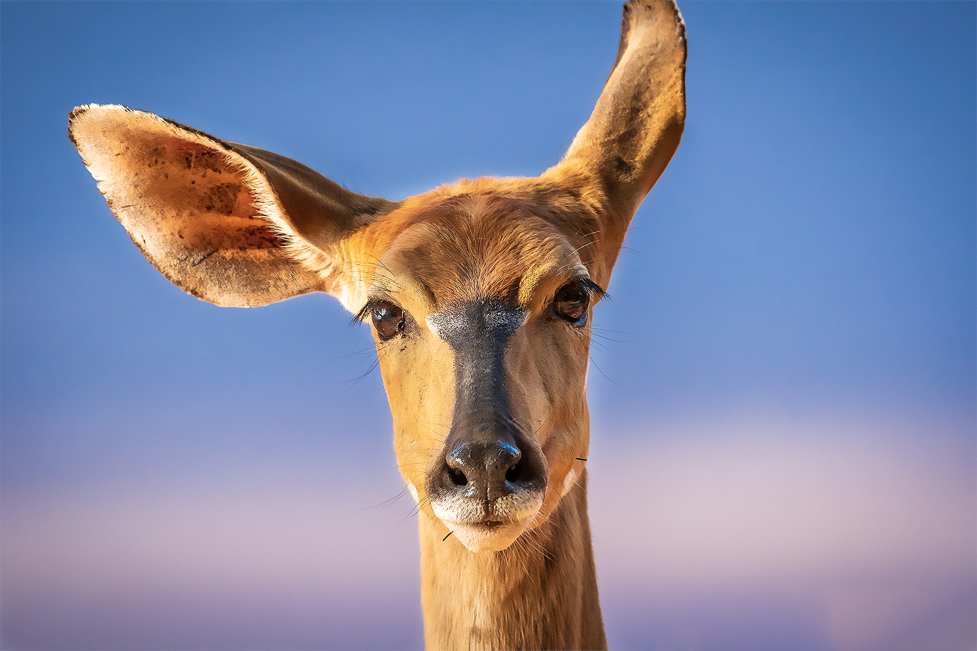 Nyala