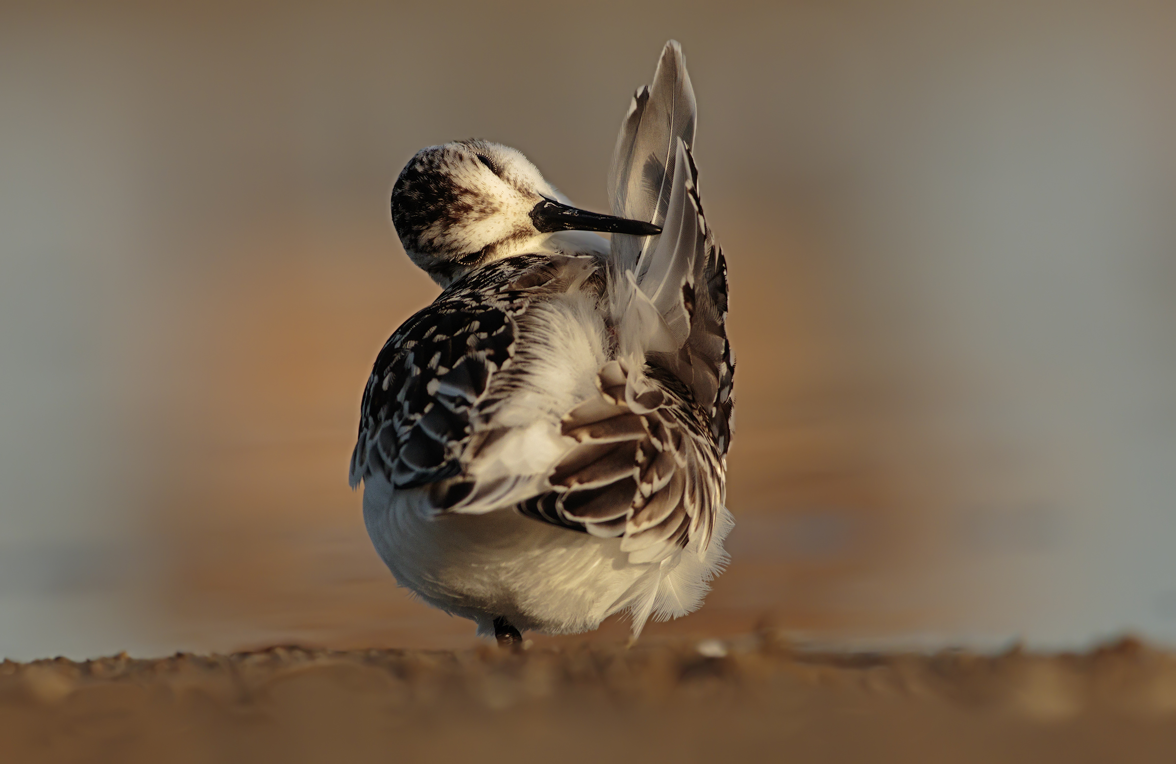 Piovanello Tridattilo all'alba