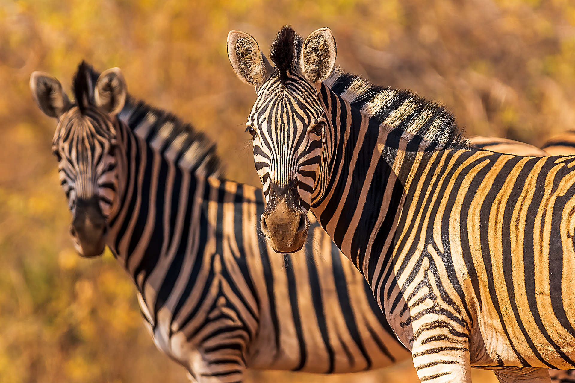 Zebras