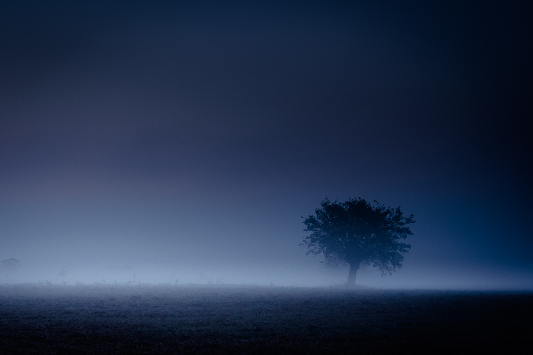 The Hidden Tree