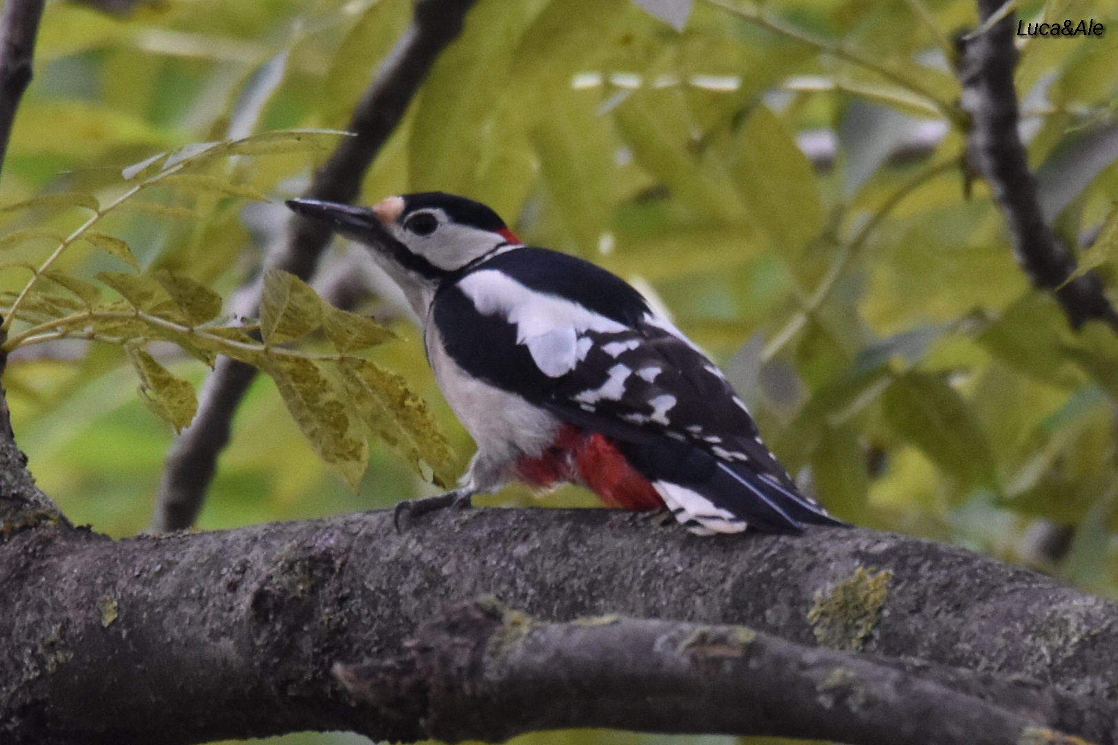 Picchio rosso maggiore