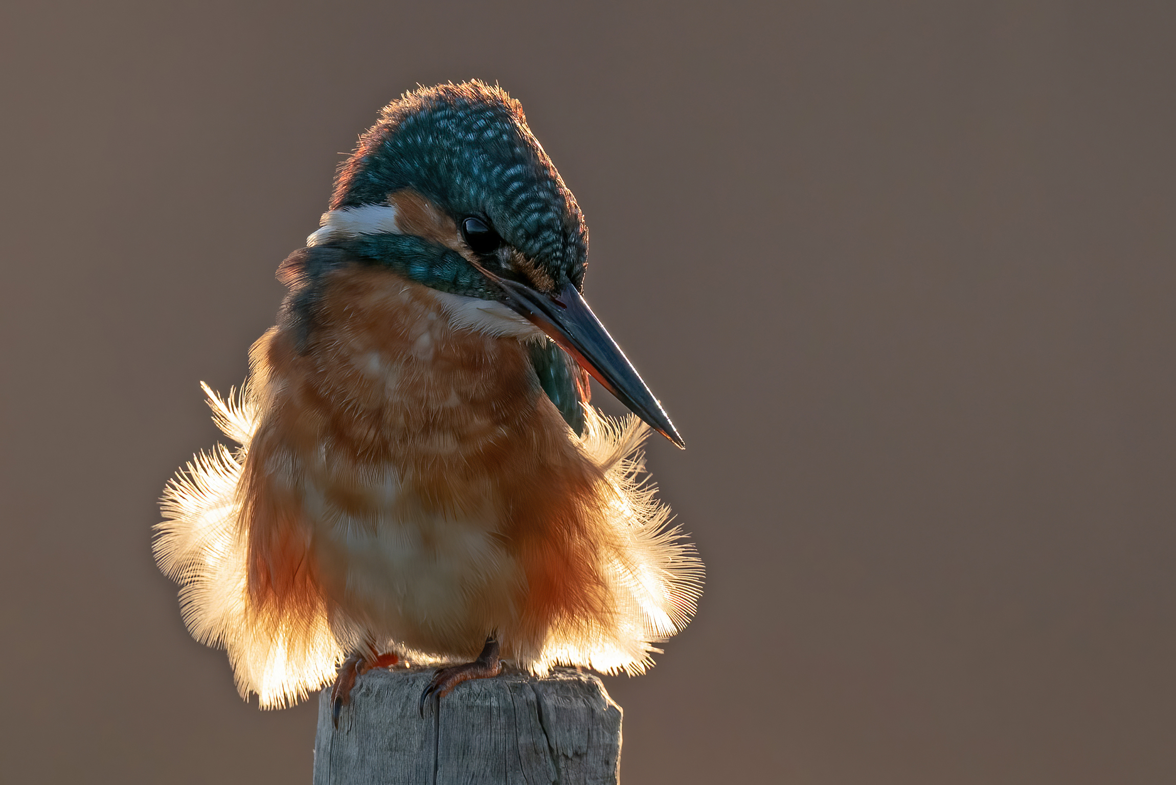 L'attesa della Martina