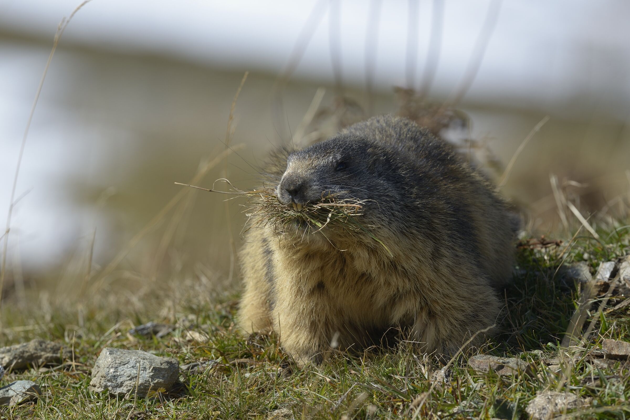 Marmot
