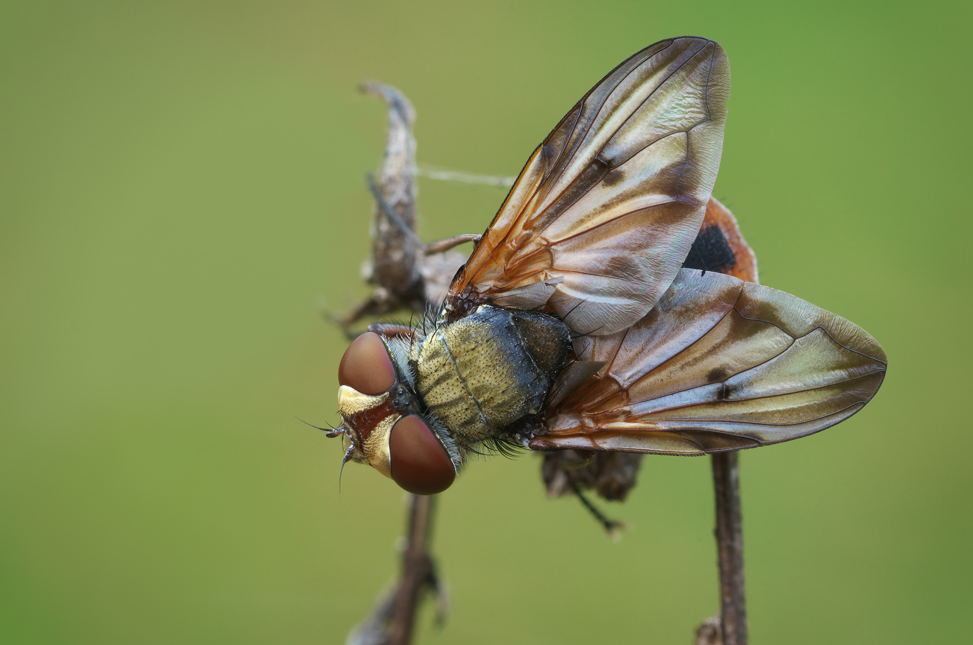 Volare (non identificato)