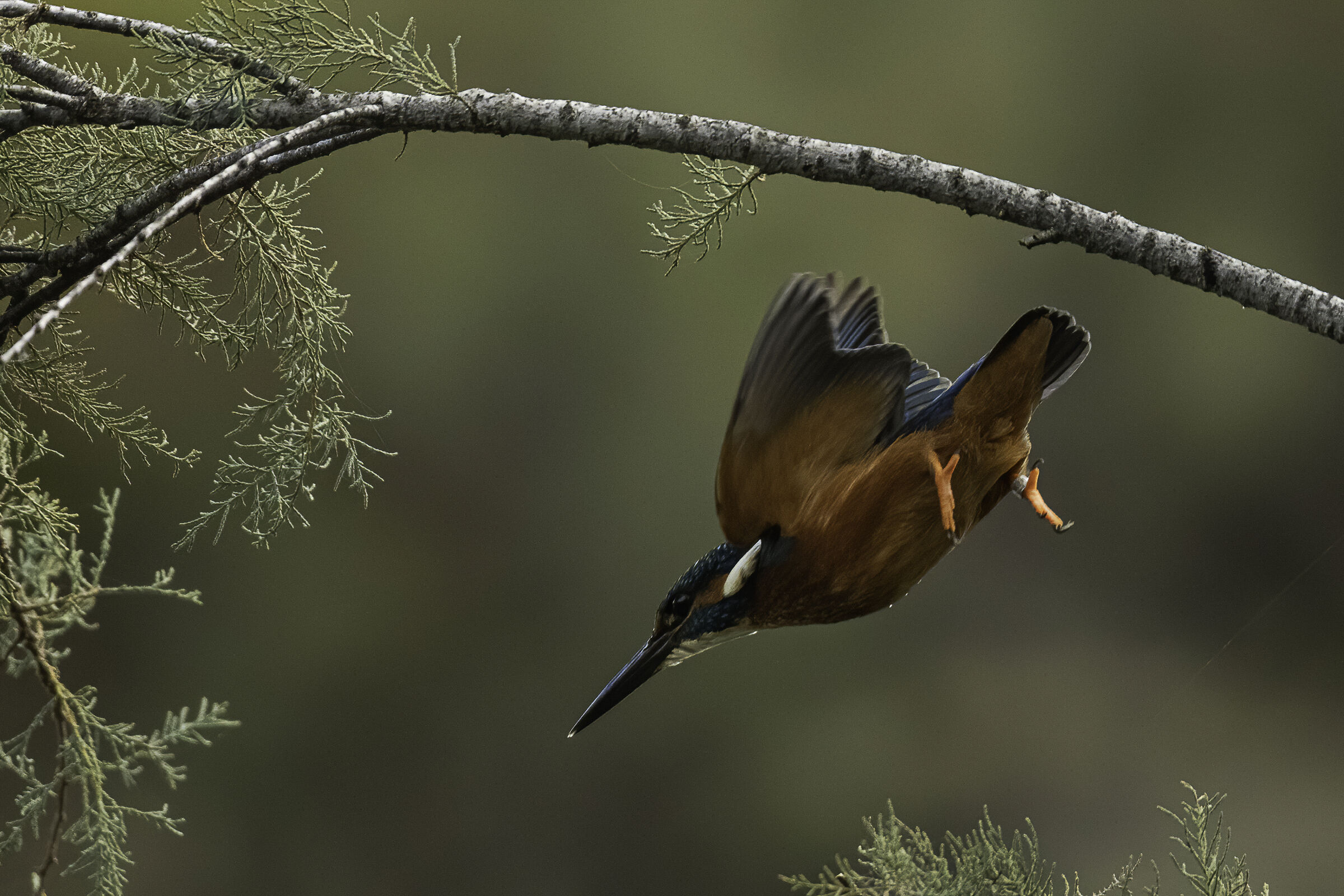 Martin pescatore in azione